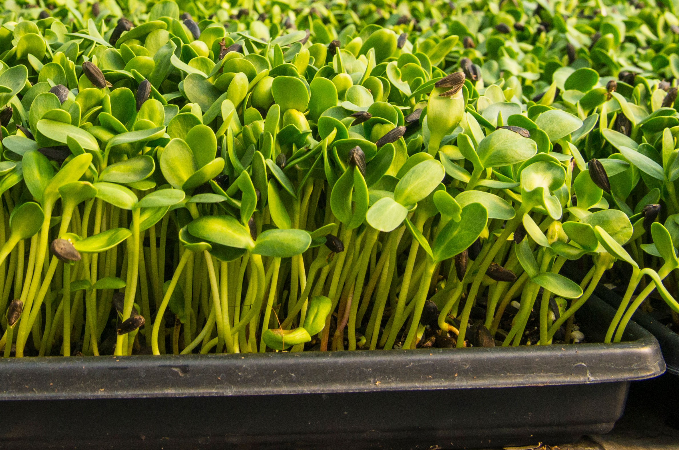 Cress, Garden - Microgreens seeds