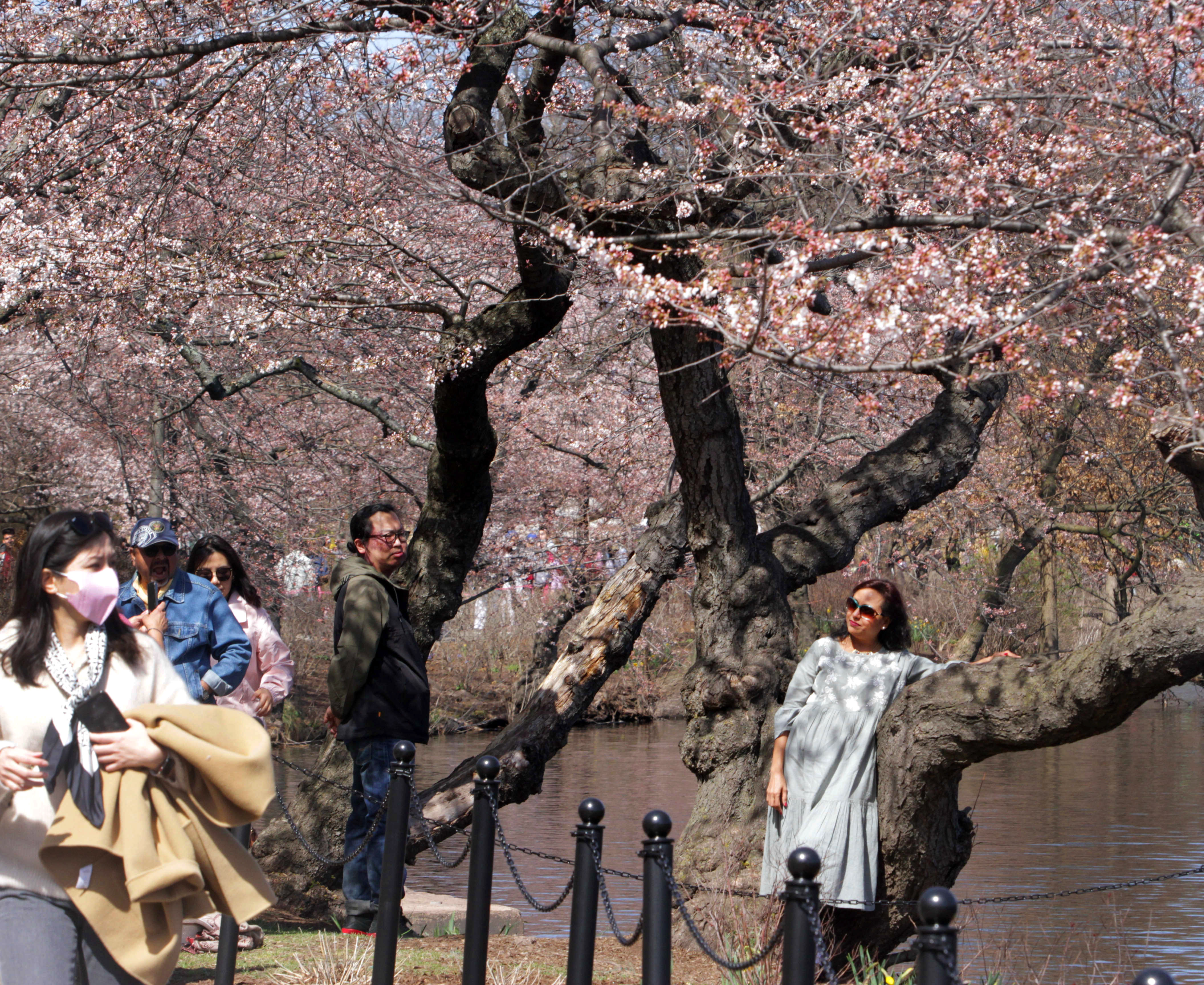 Beautiful Cherry Blossom Festivals in New Jersey - Everything Dee