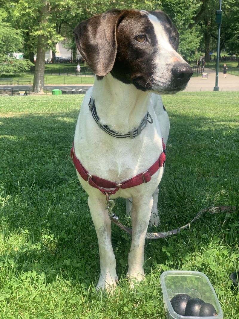 Pointer Mix Rescue Check out these rescue friends in need of a good home: June 19-20 ...