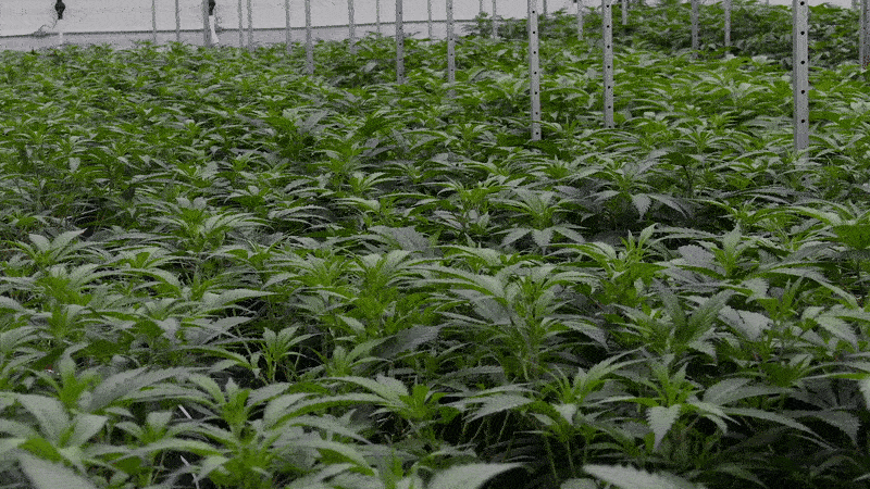 Don't light up a doobie, brother: That referendum to legalize marijuana  doesn't legalize 'marijuana' | Mulshine - nj.com