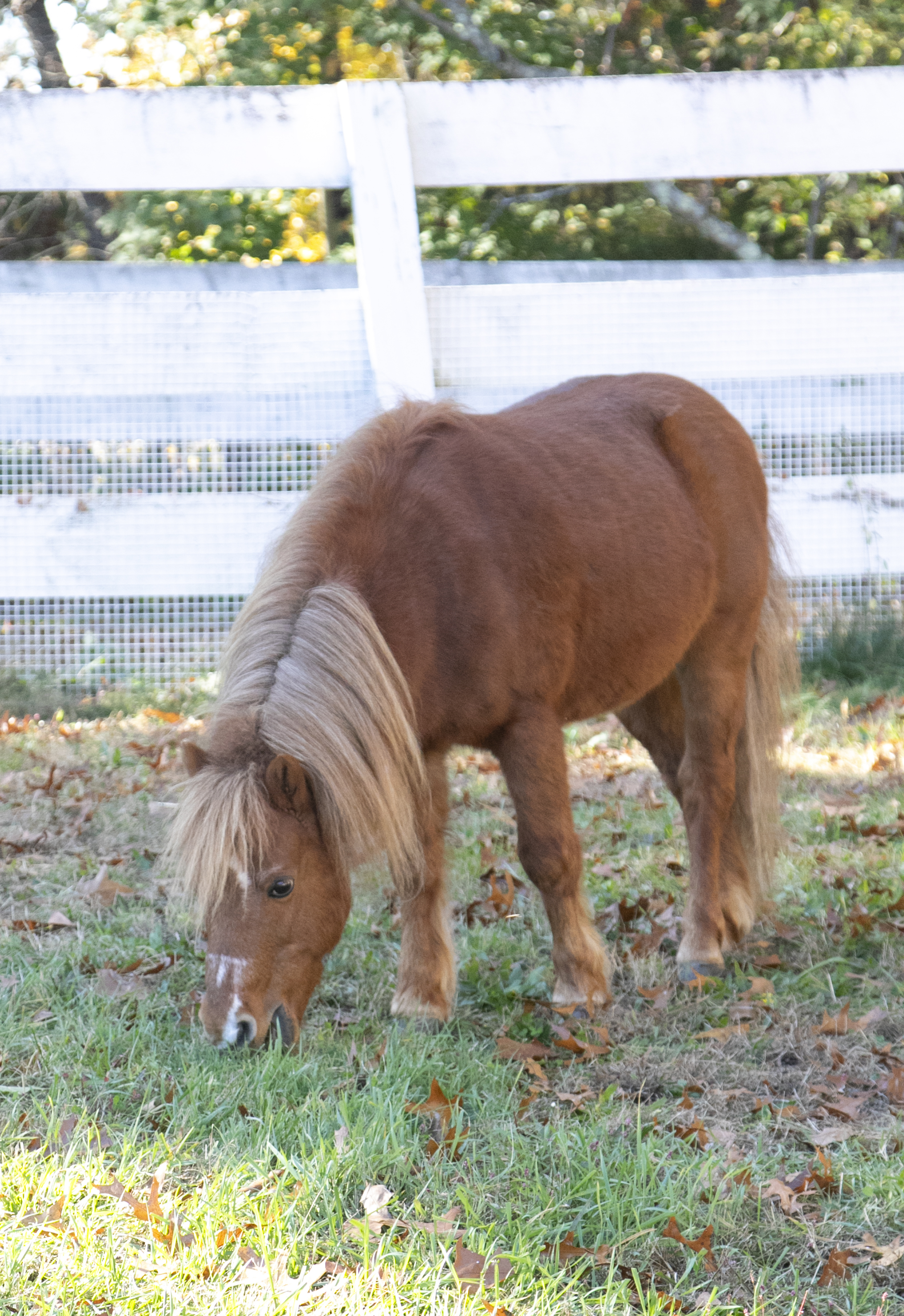 Mischievous mini stallion siblings need new home in Massachusetts -  masslive.com