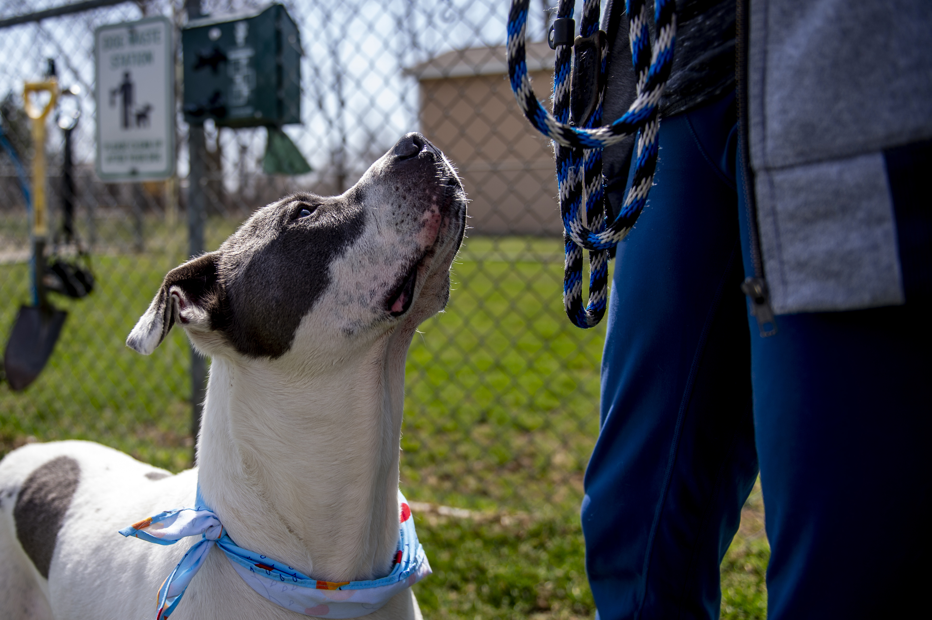 Pit Bull Returned to New Jersey Shelter 11 Months After Being Adopted