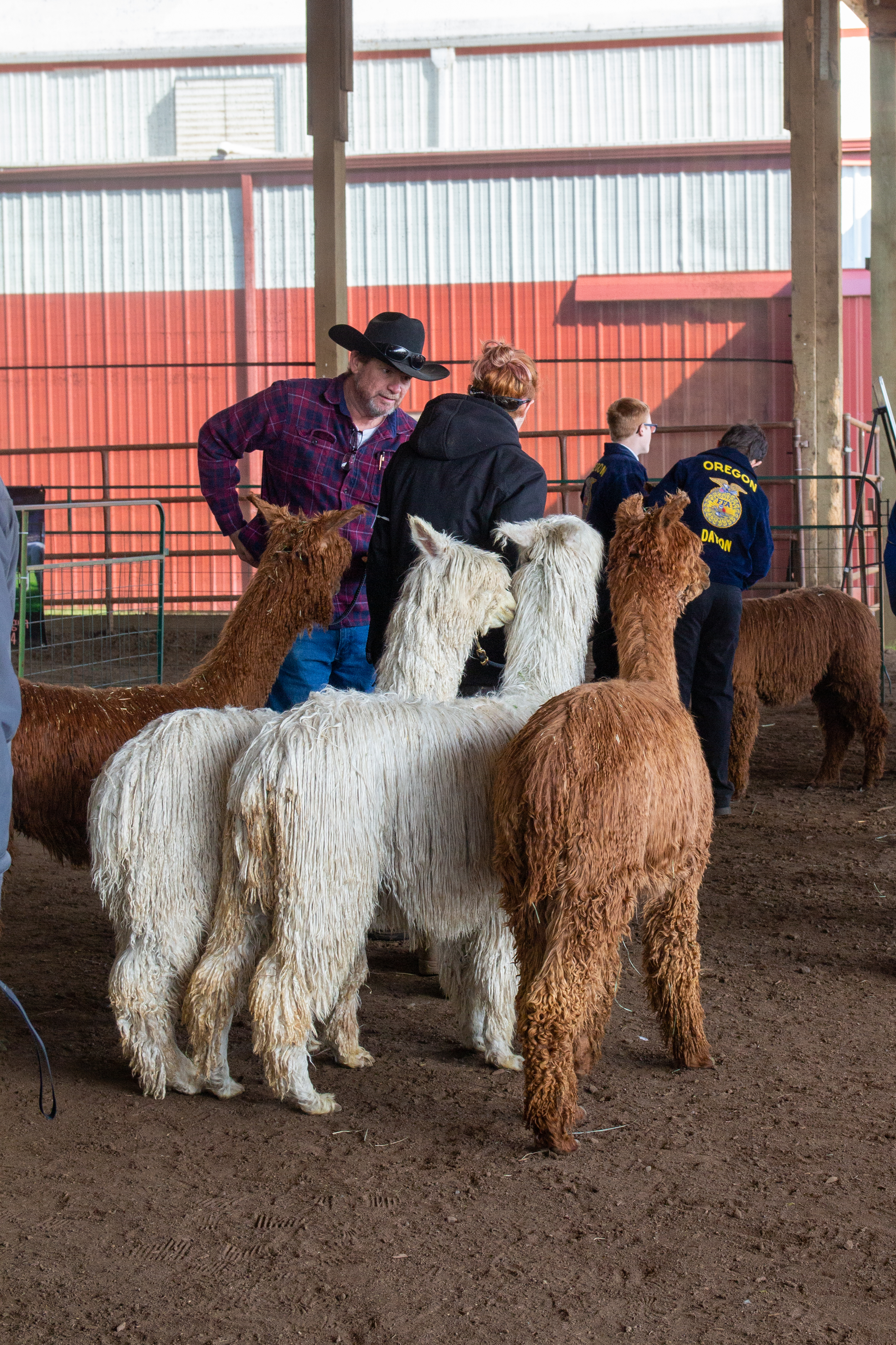 Adorable alpacas compete in McMinnville for fiercest fleece – Here is  Oregon 