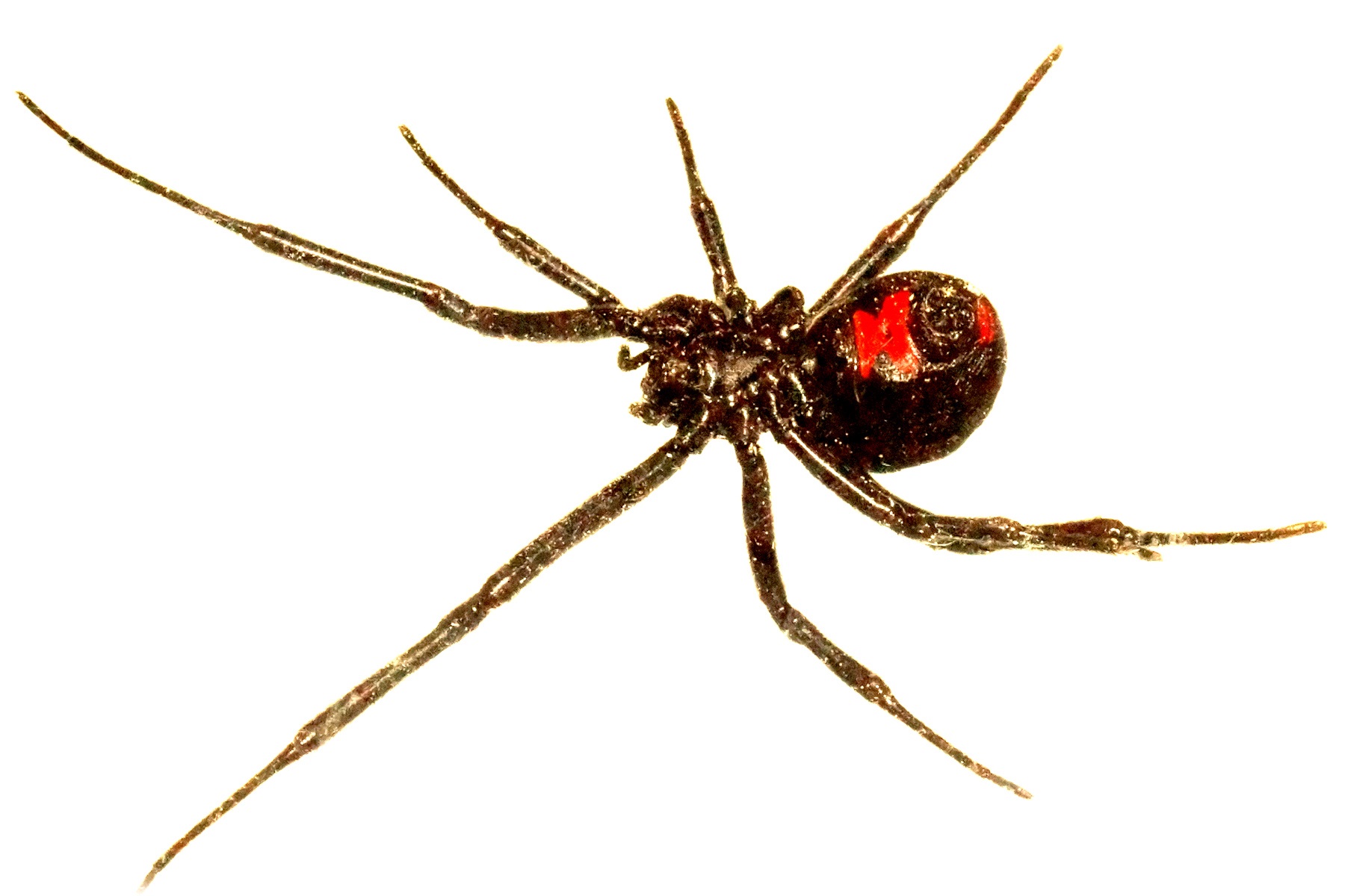 poisonous black widow spider bites