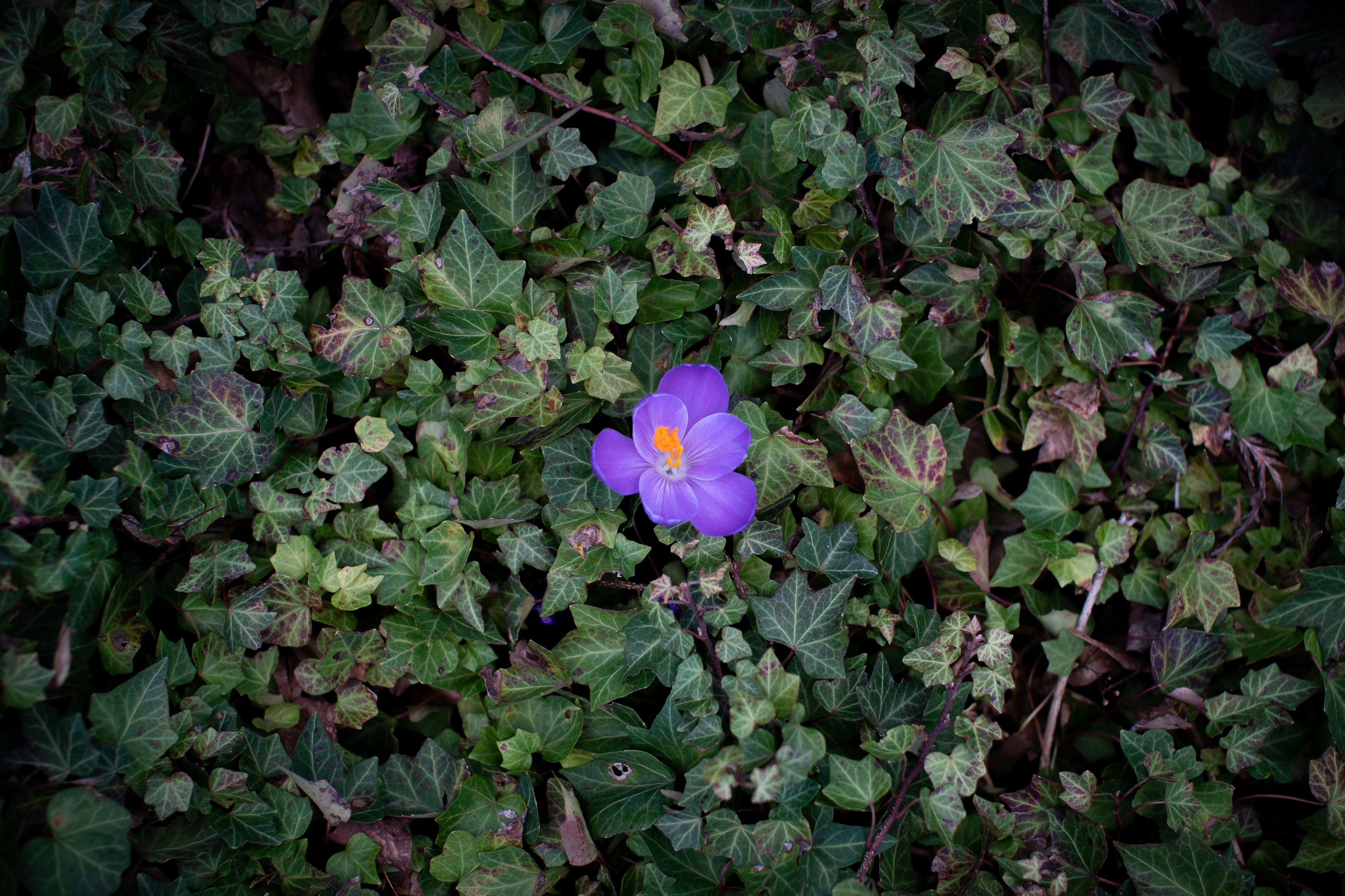 Early signs of spring during winter in Portland - oregonlive.com