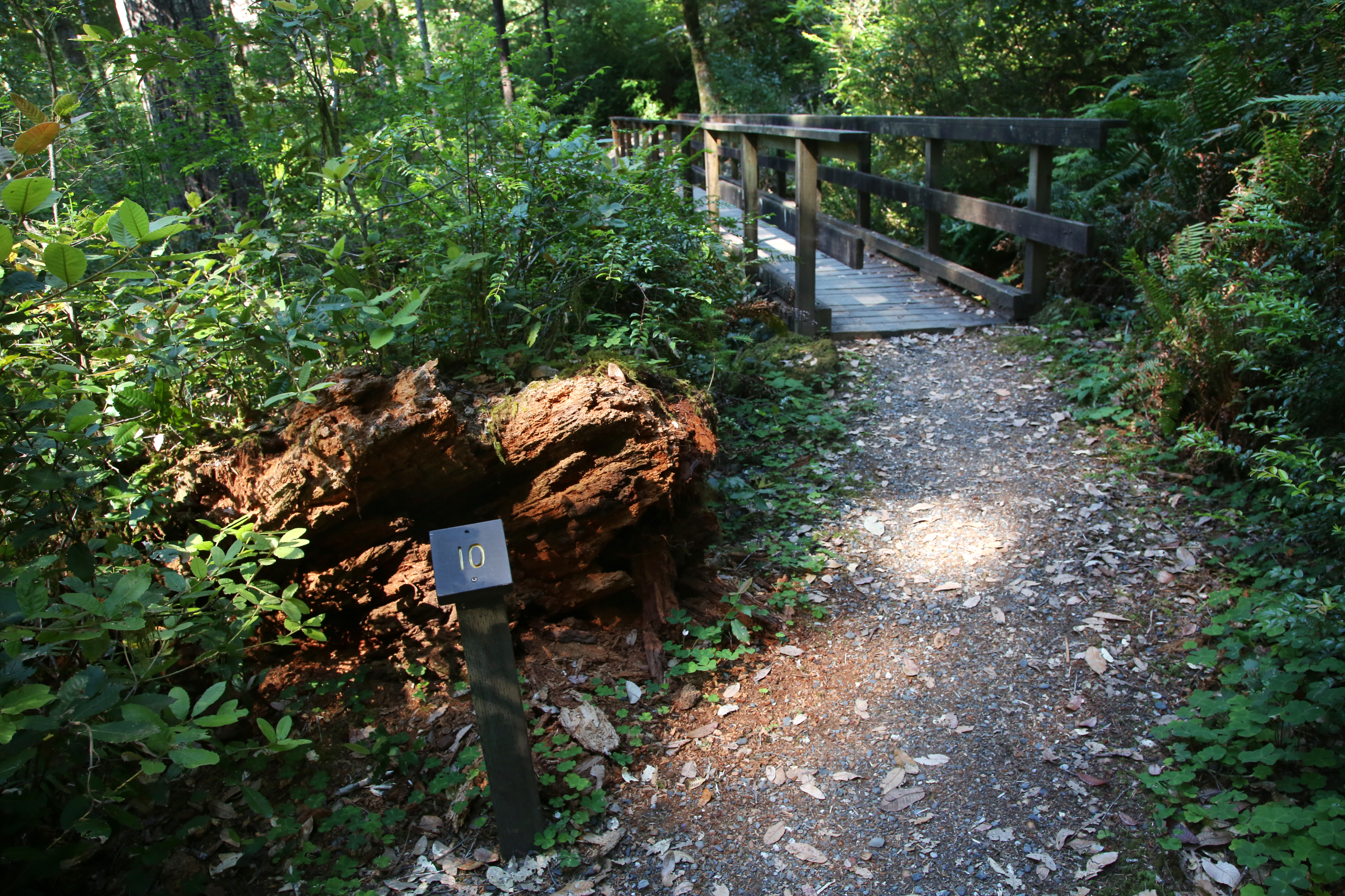 Old Growth Trail