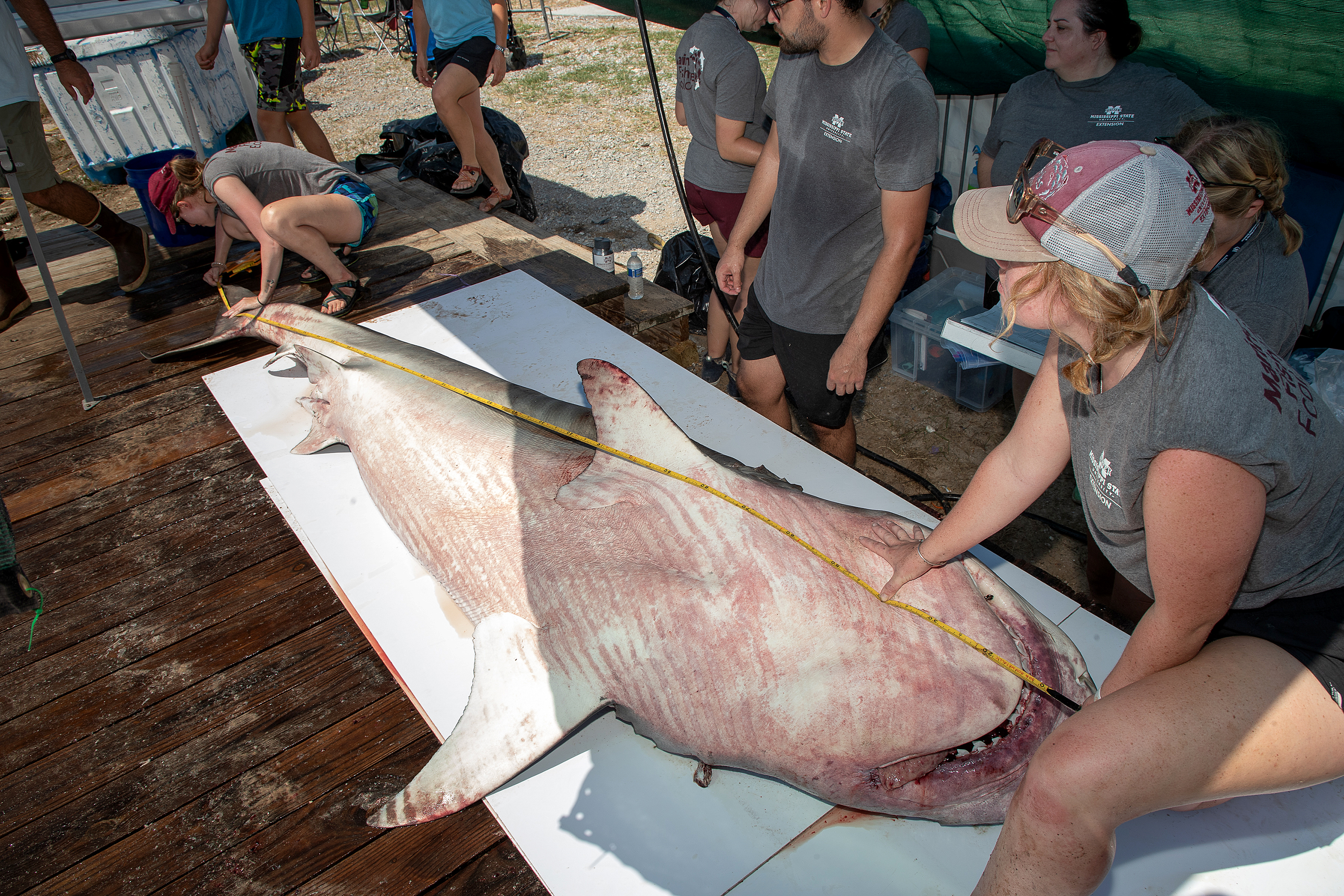 Man catches 1,000 pound tiger shark during Alabama Deep Sea