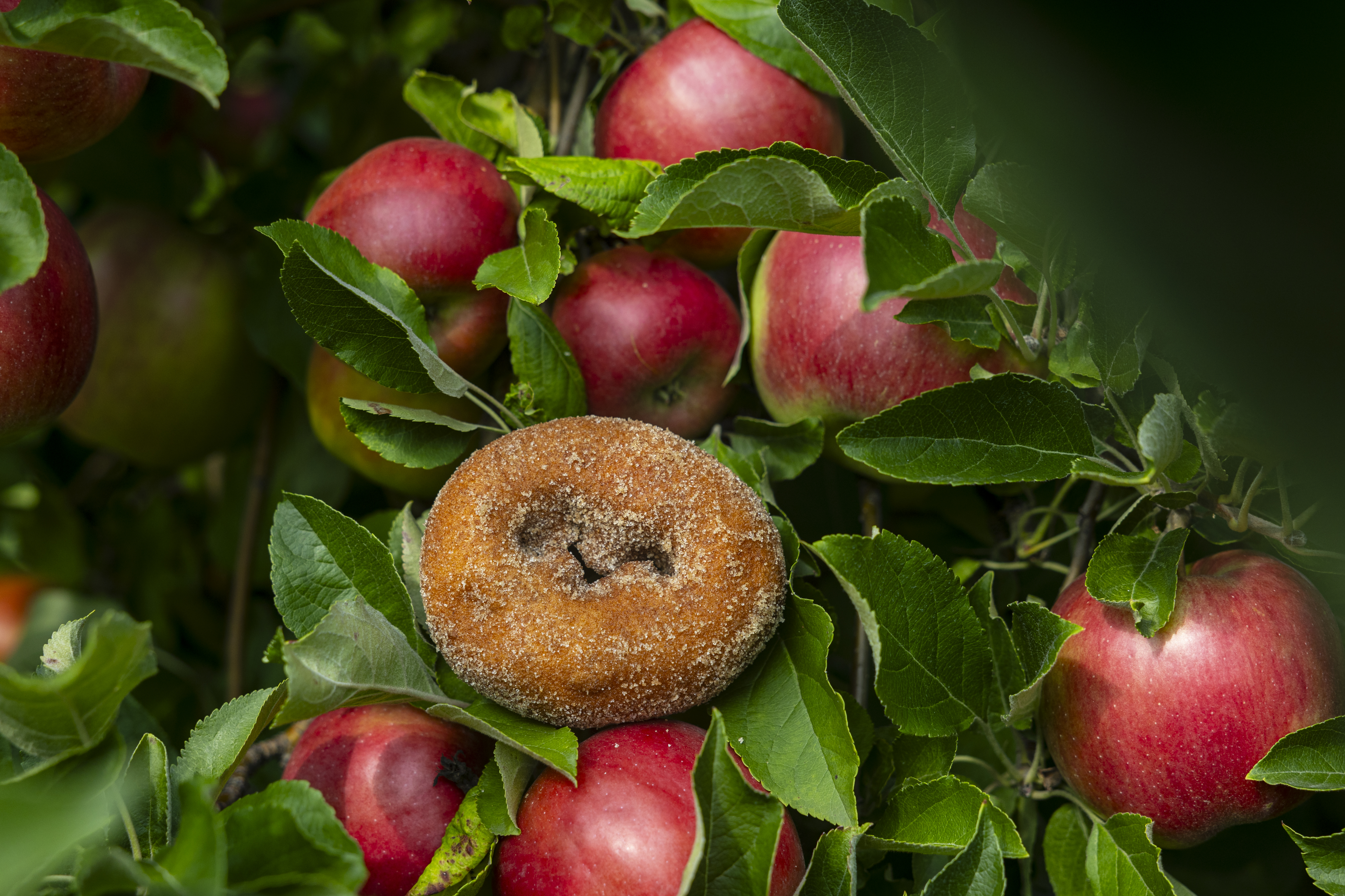 All About McIntosh Apples  Robinette's Apple Orchards in Michigan