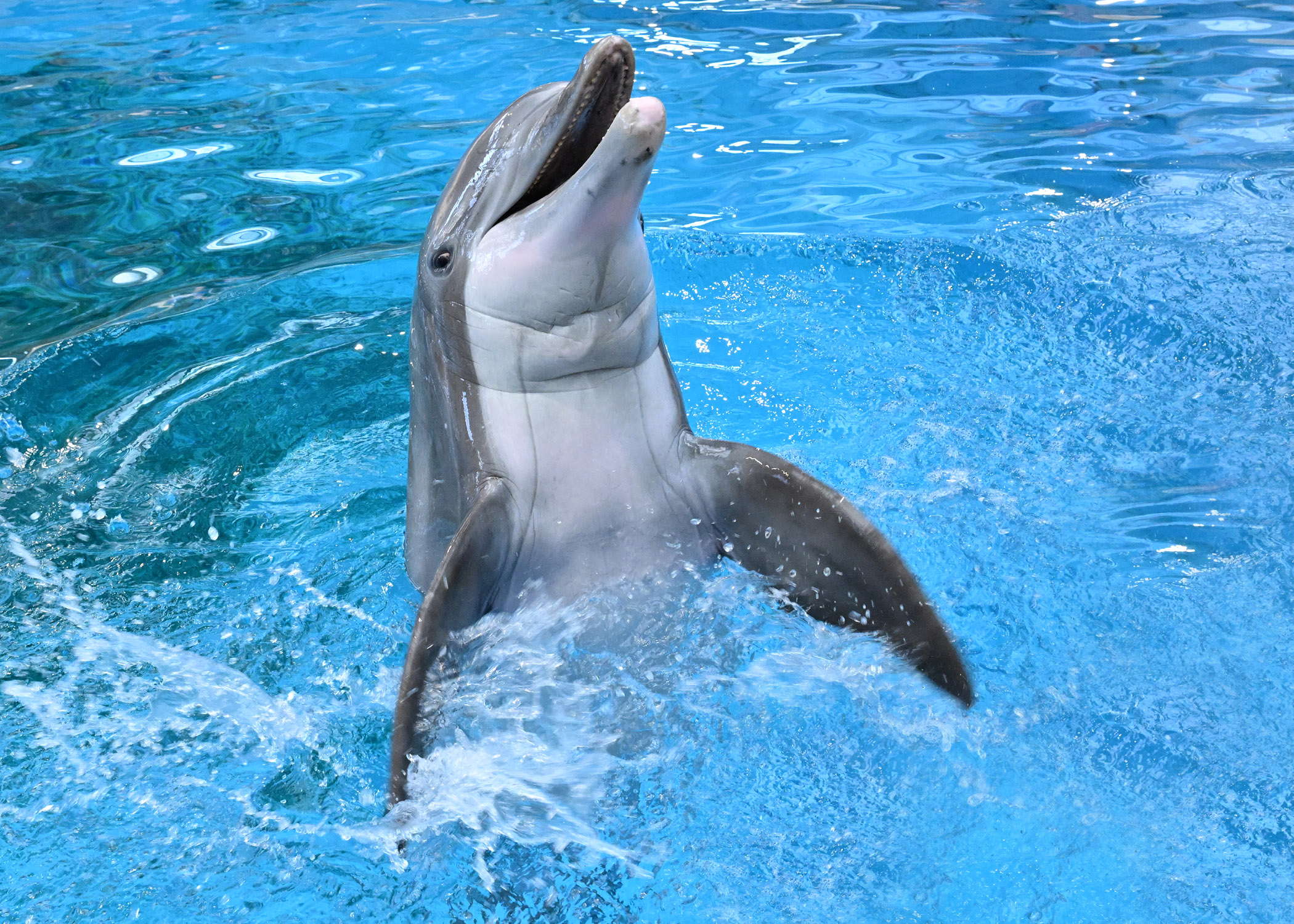 ヘンリー川原　en DOLPHIN ghows-LK-faa55e78-88ad-4f03-