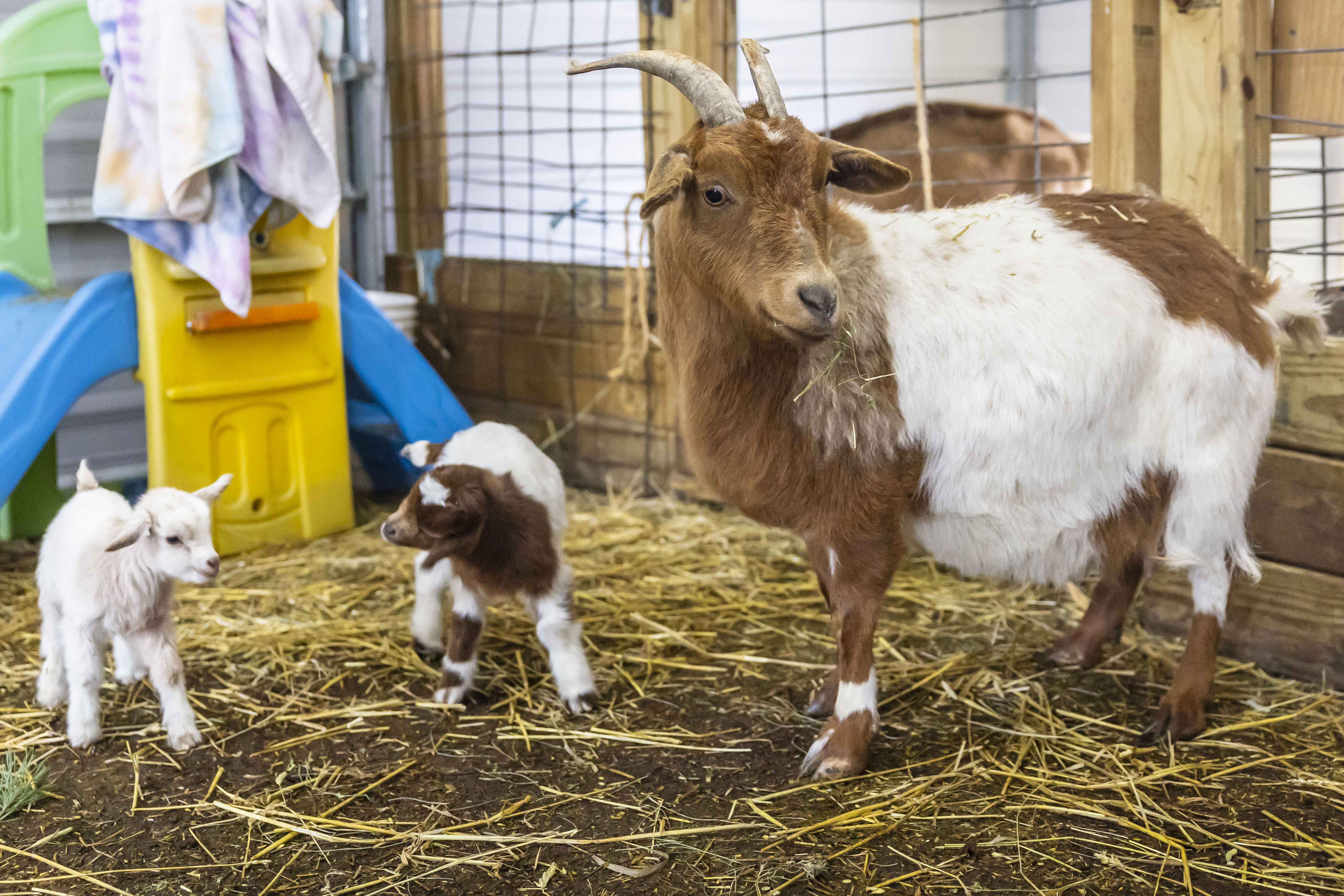Leaman's Green Applebarn in Freeland welcomes baby goats - mlive.com
