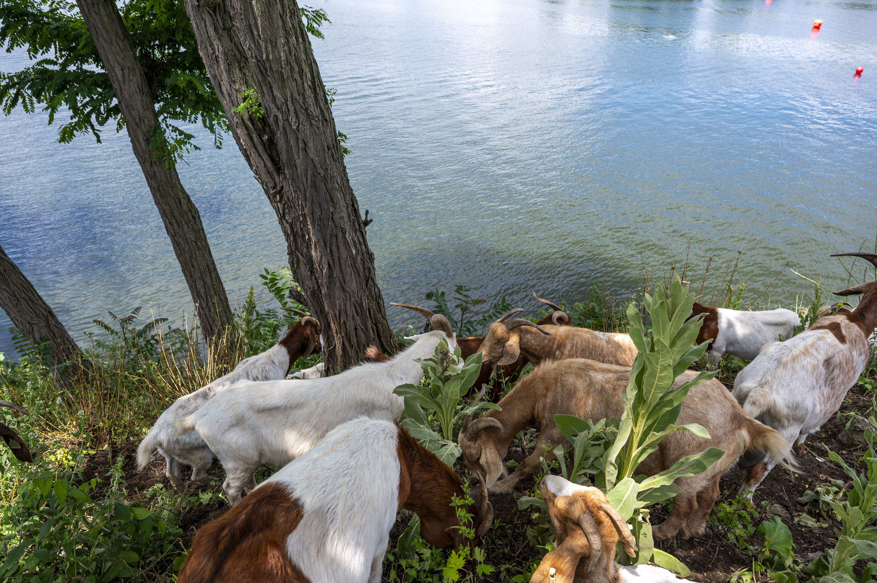 Belleville Lake Fest