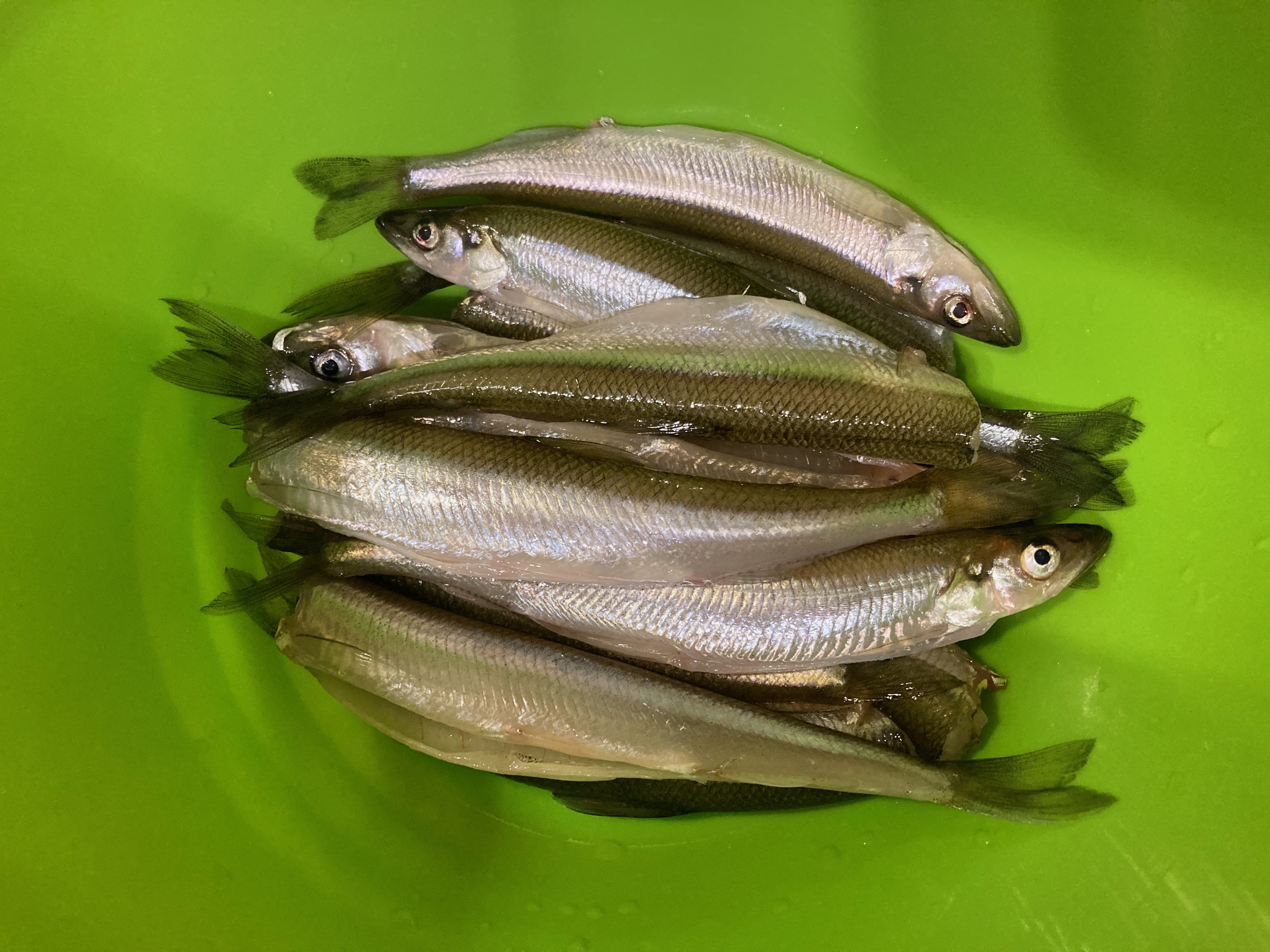 Chromatography Goes Fishing for Toxicity in Seafood Chromatography