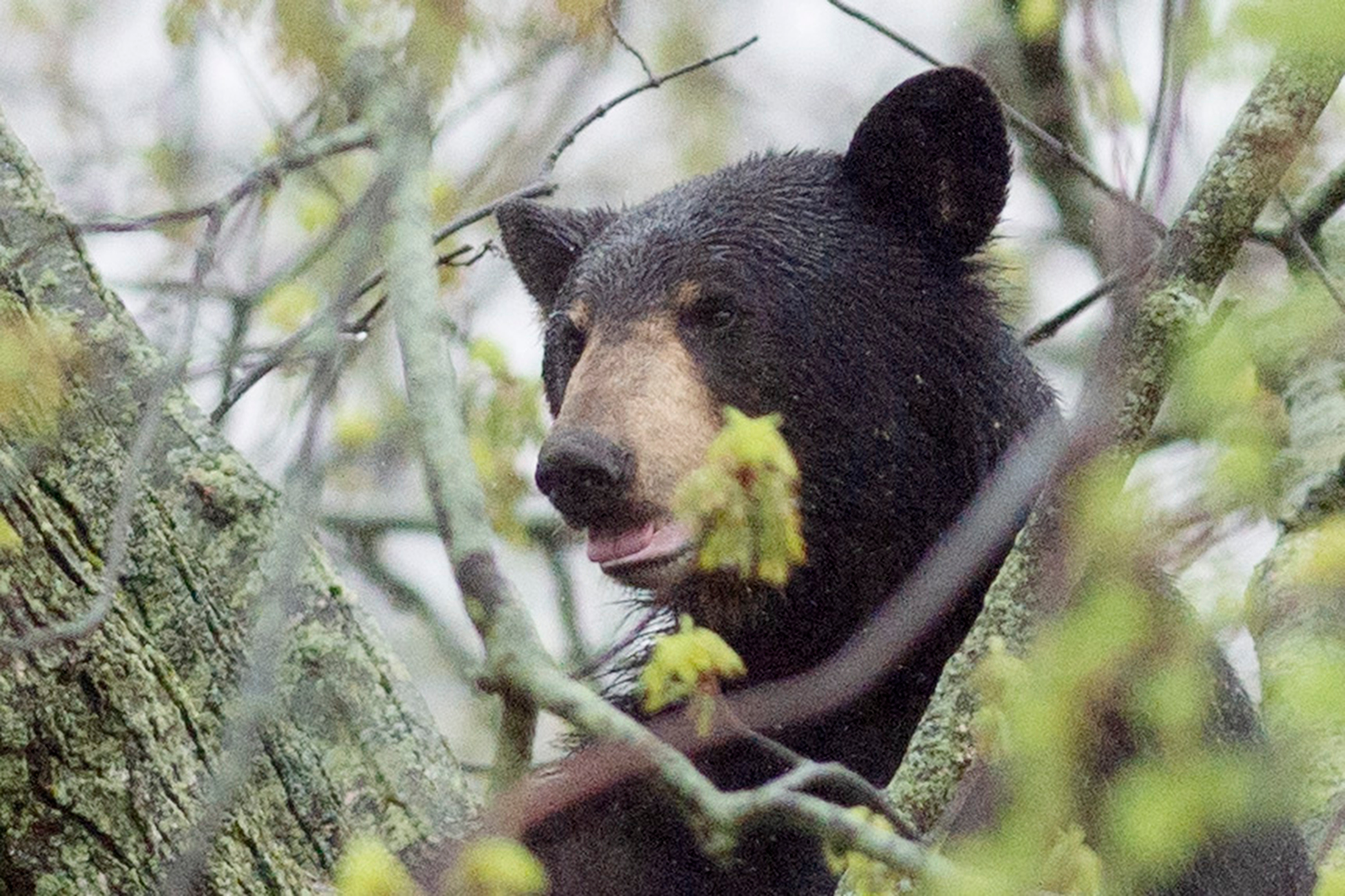 NFL quarterback Carson Wentz hunts down black bear in Alaska: 'Bucket list  opportunity'