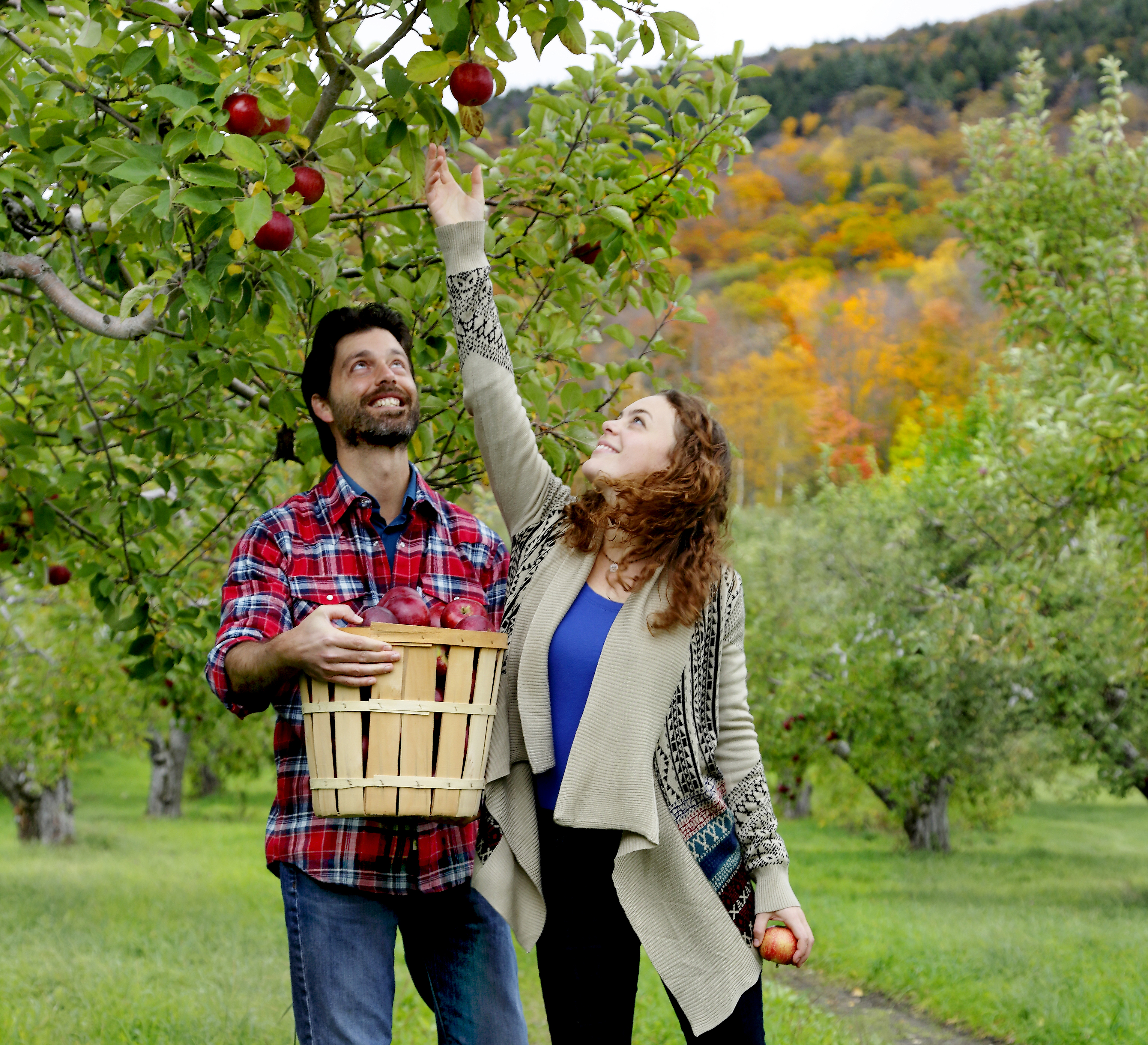 Best Massachusetts apple picking: 10 of the best places to pick your own  apples this fall - masslive.com