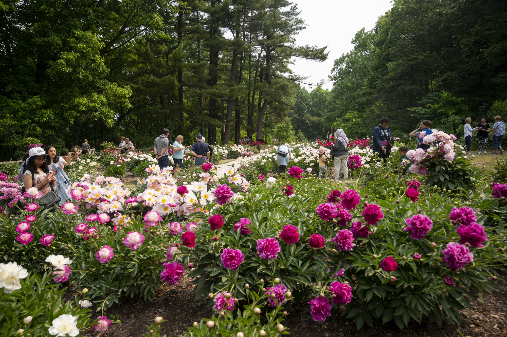 are dogs allowed in the peony garden ann arbor