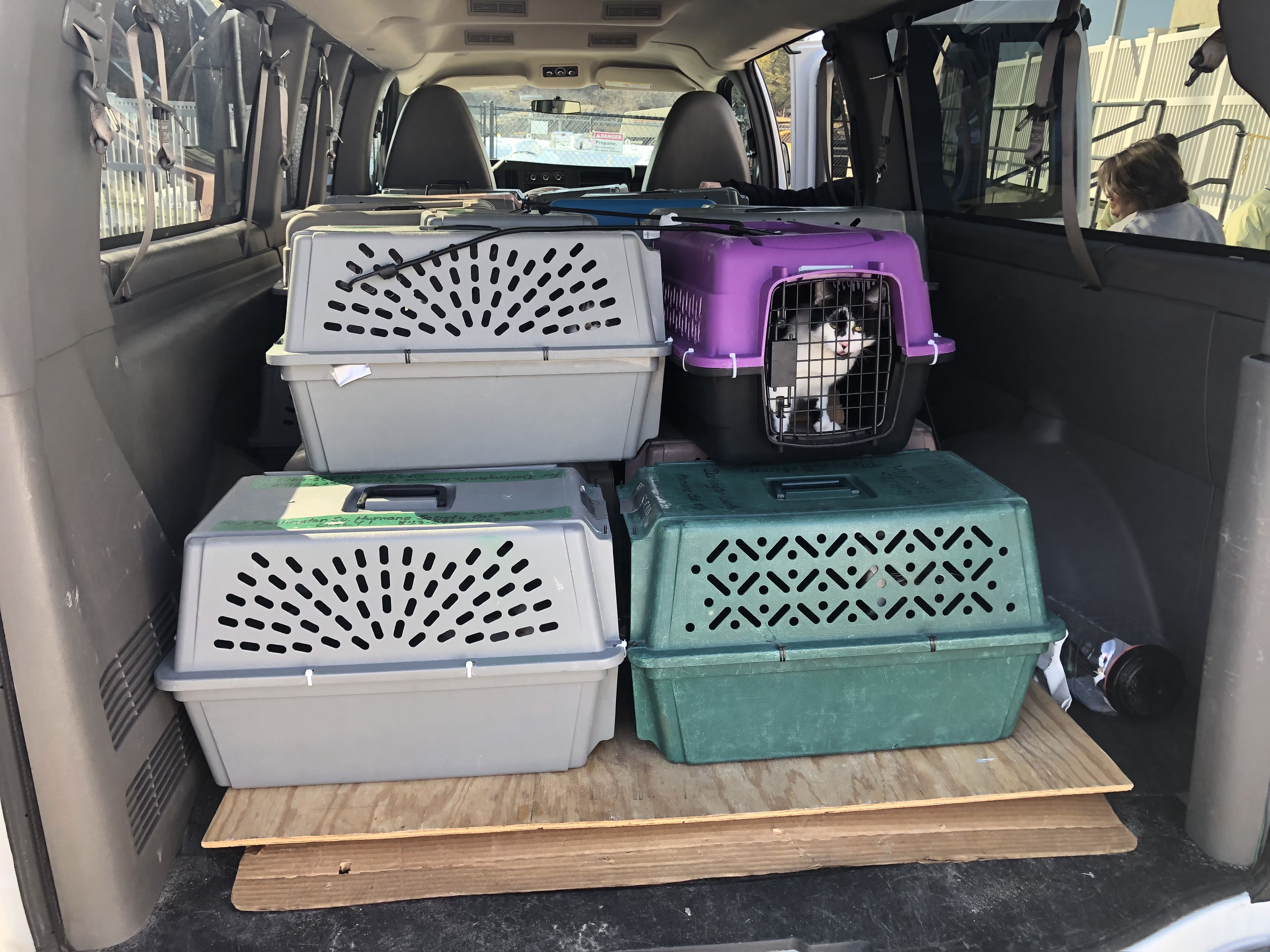 32 cats relocated to Mass. from South Carolina by MSPCA and NEAS as ...
