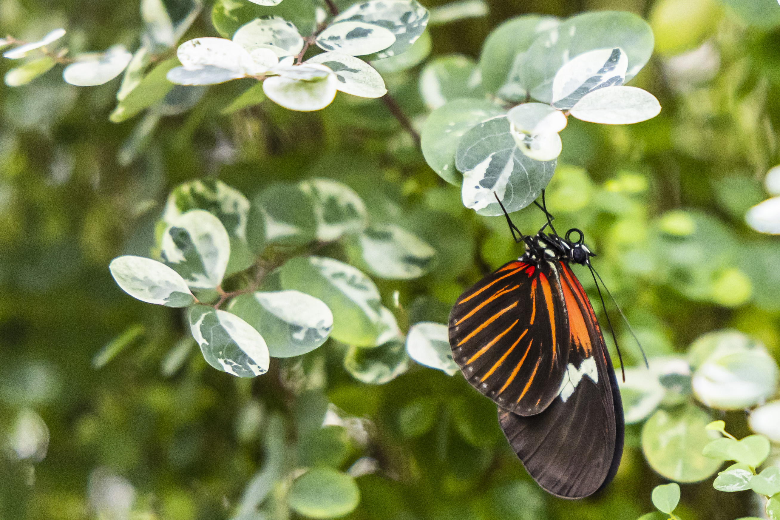 Midland Dow Gardens opens Butterflies in Bloom 2023