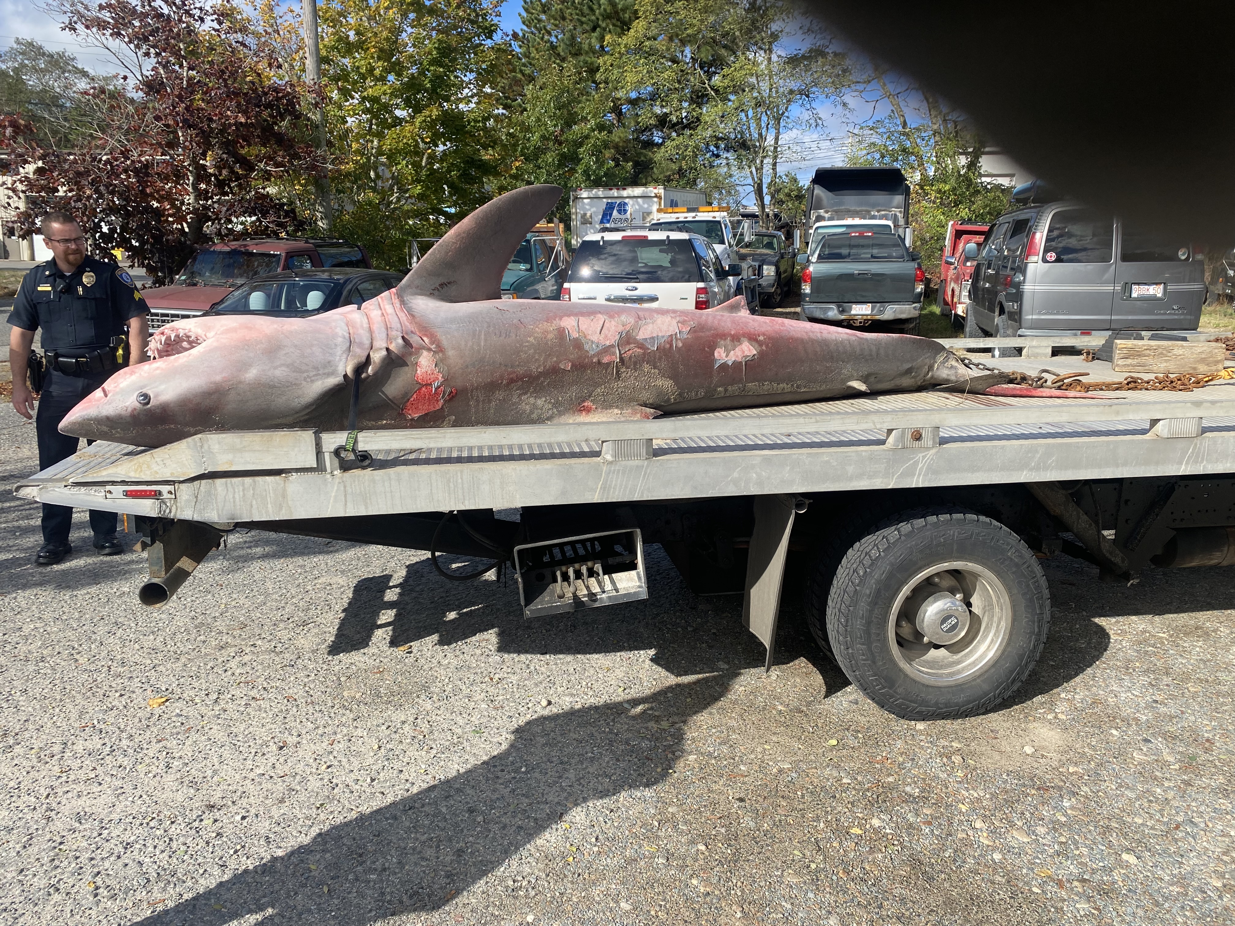 Koala' ID'd as white shark found dead, recovered from Cape Cod