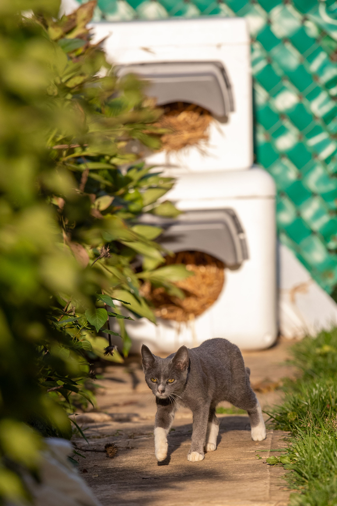 Volunteers helping feral cats in Mechanicsburg