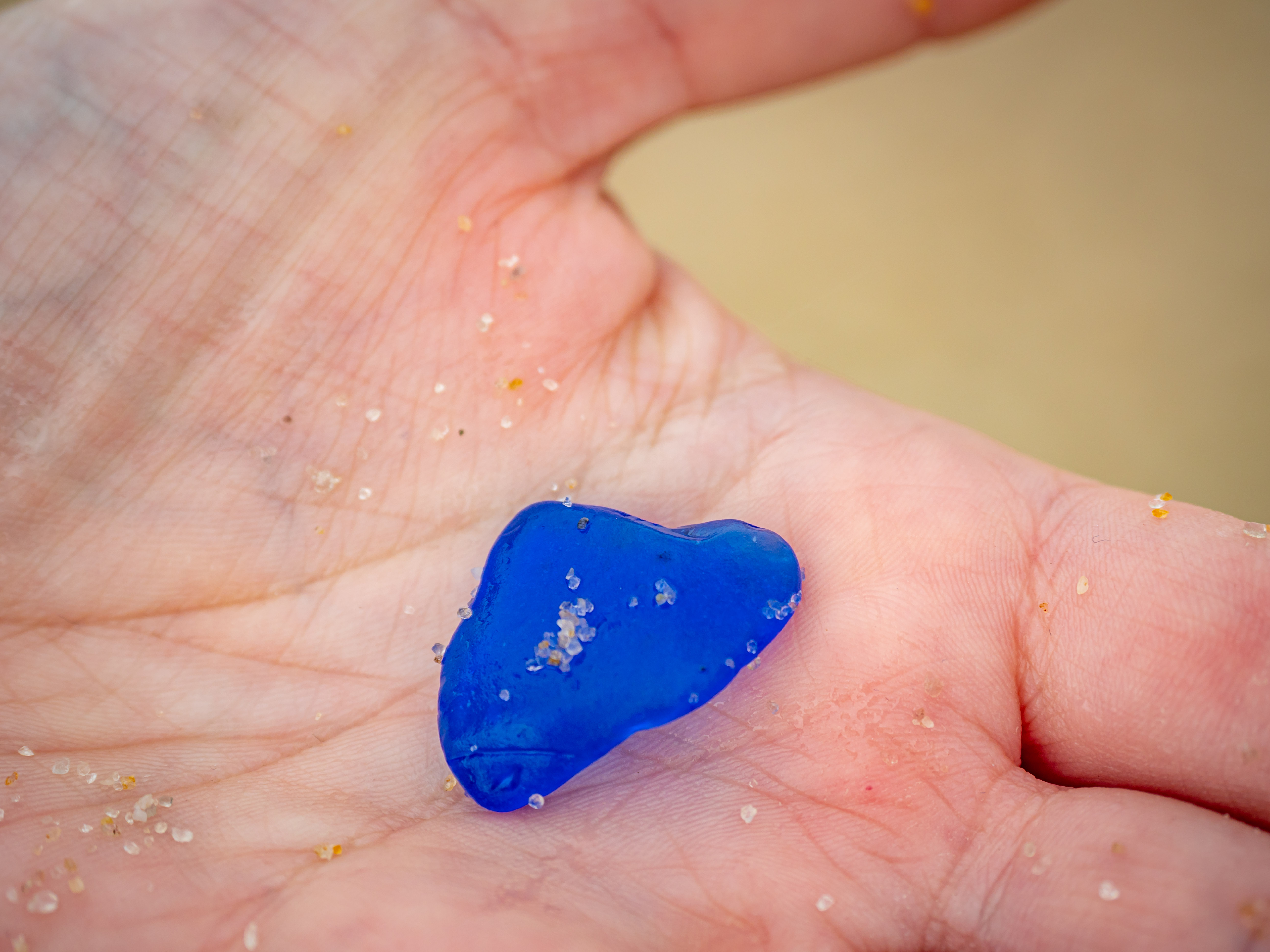 Seashells around Sandy Hook Beach - nj.com