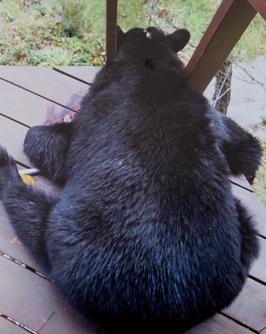 NJ black bear population, complaints double. Here is where