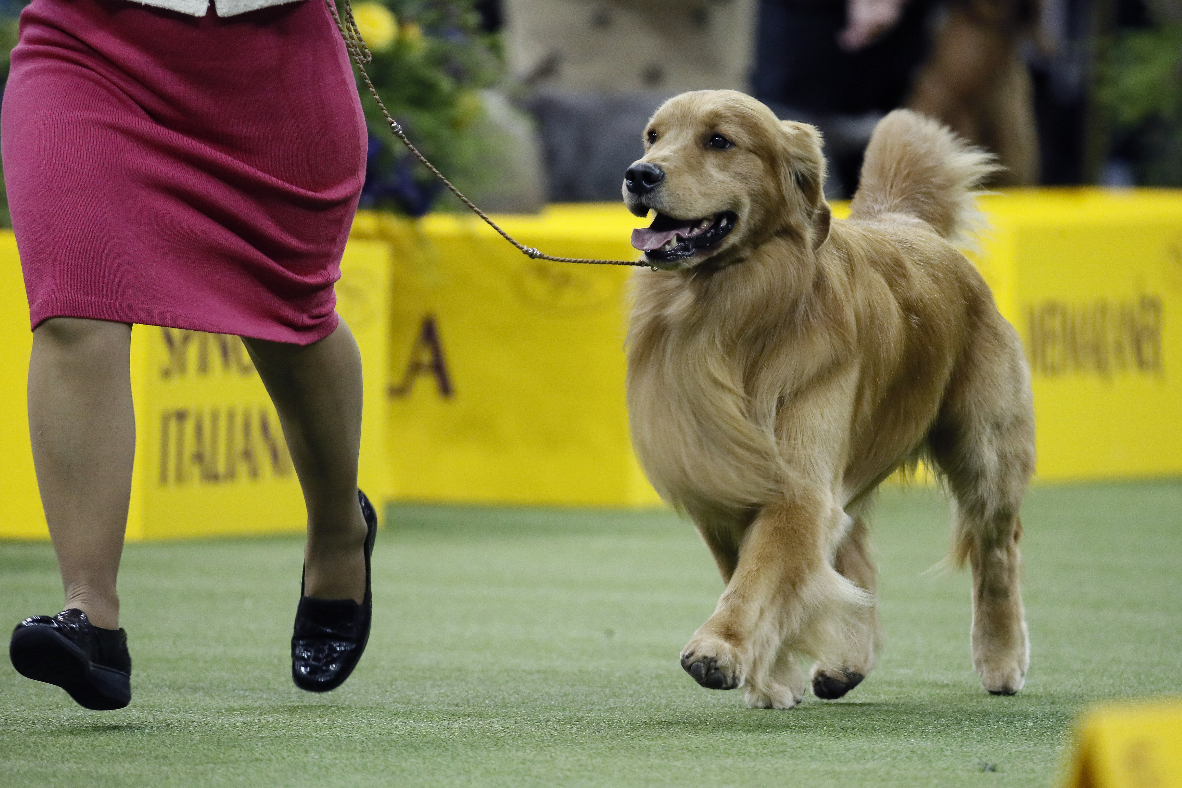 Kennel Club Golden Retriever Dog 101 GCH View's Justice Is Served