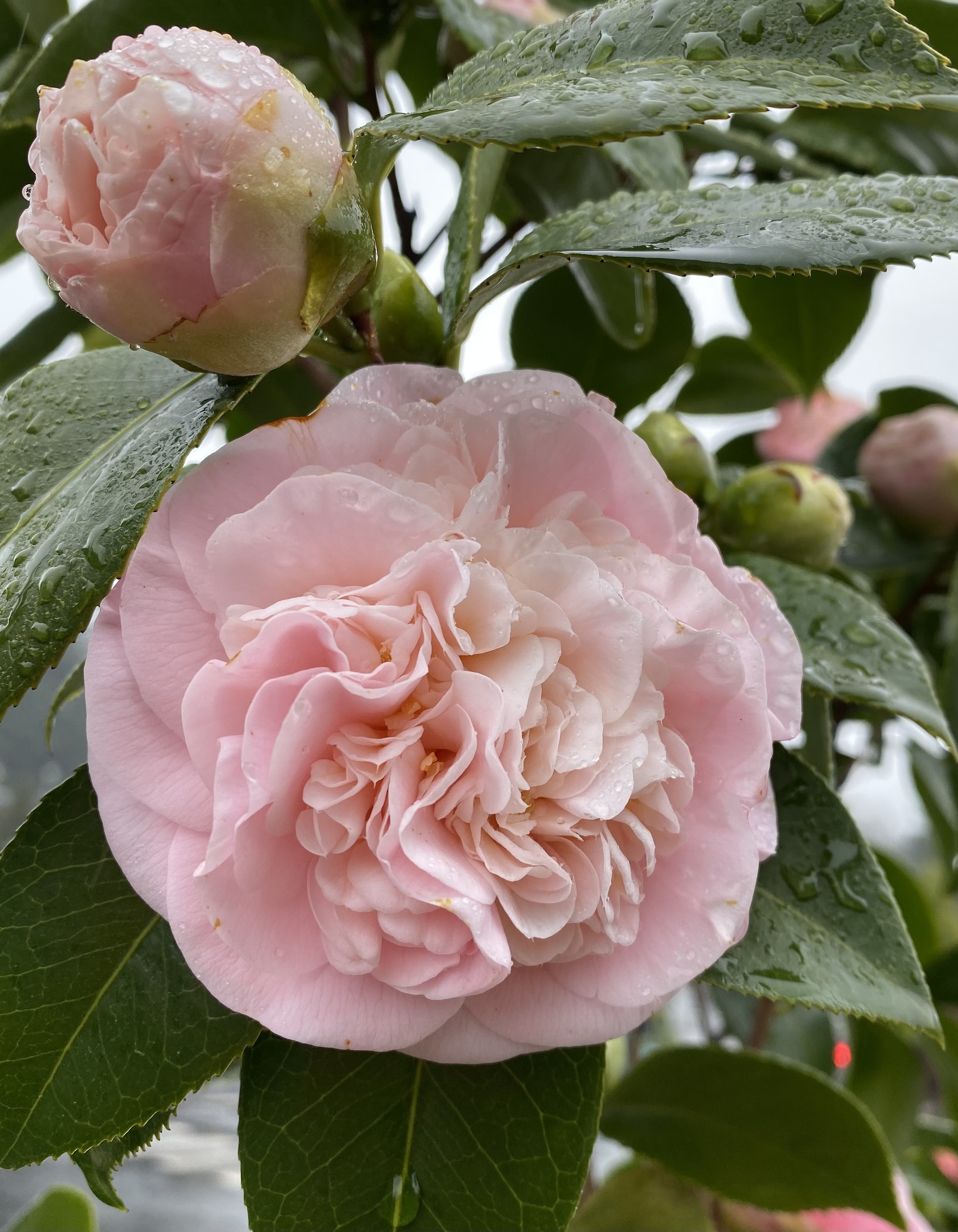 This pink camellia's petals are dense, like a peony's .