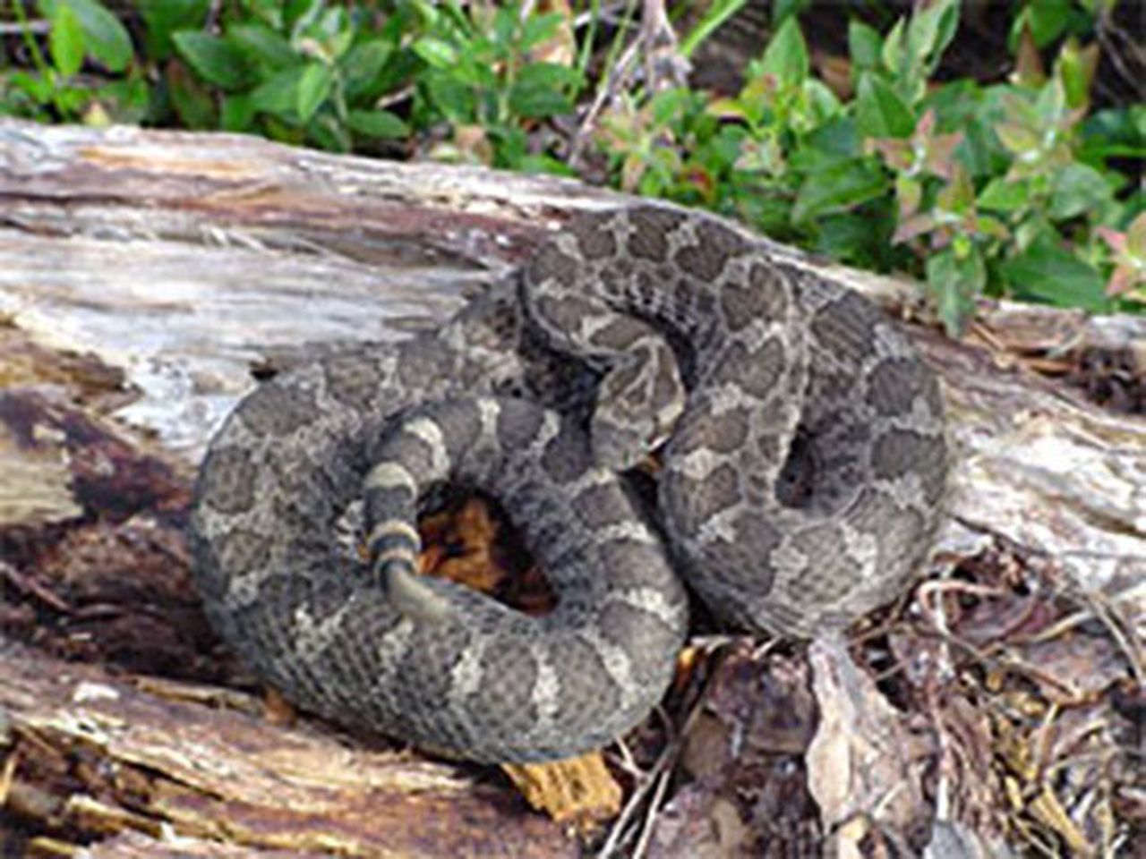 snakes in new jersey  Dave Blinder Nature Photography