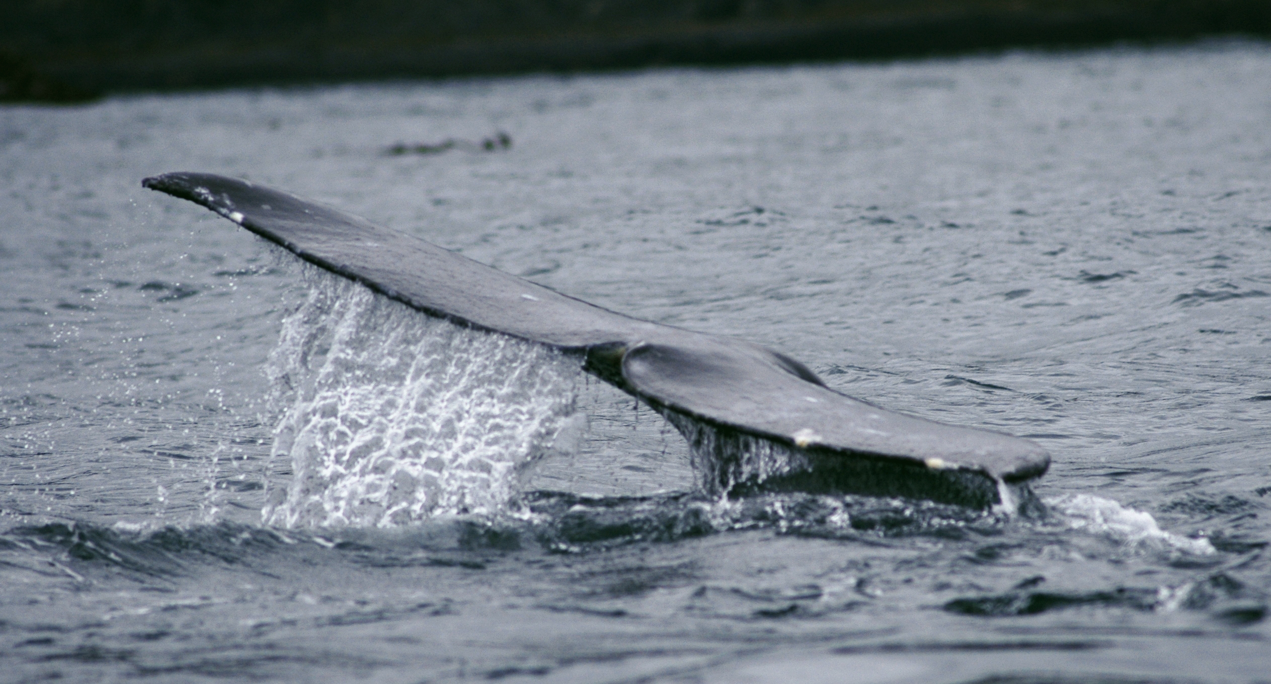 Winter Whale Watch Week returns to the Oregon coast – Here is