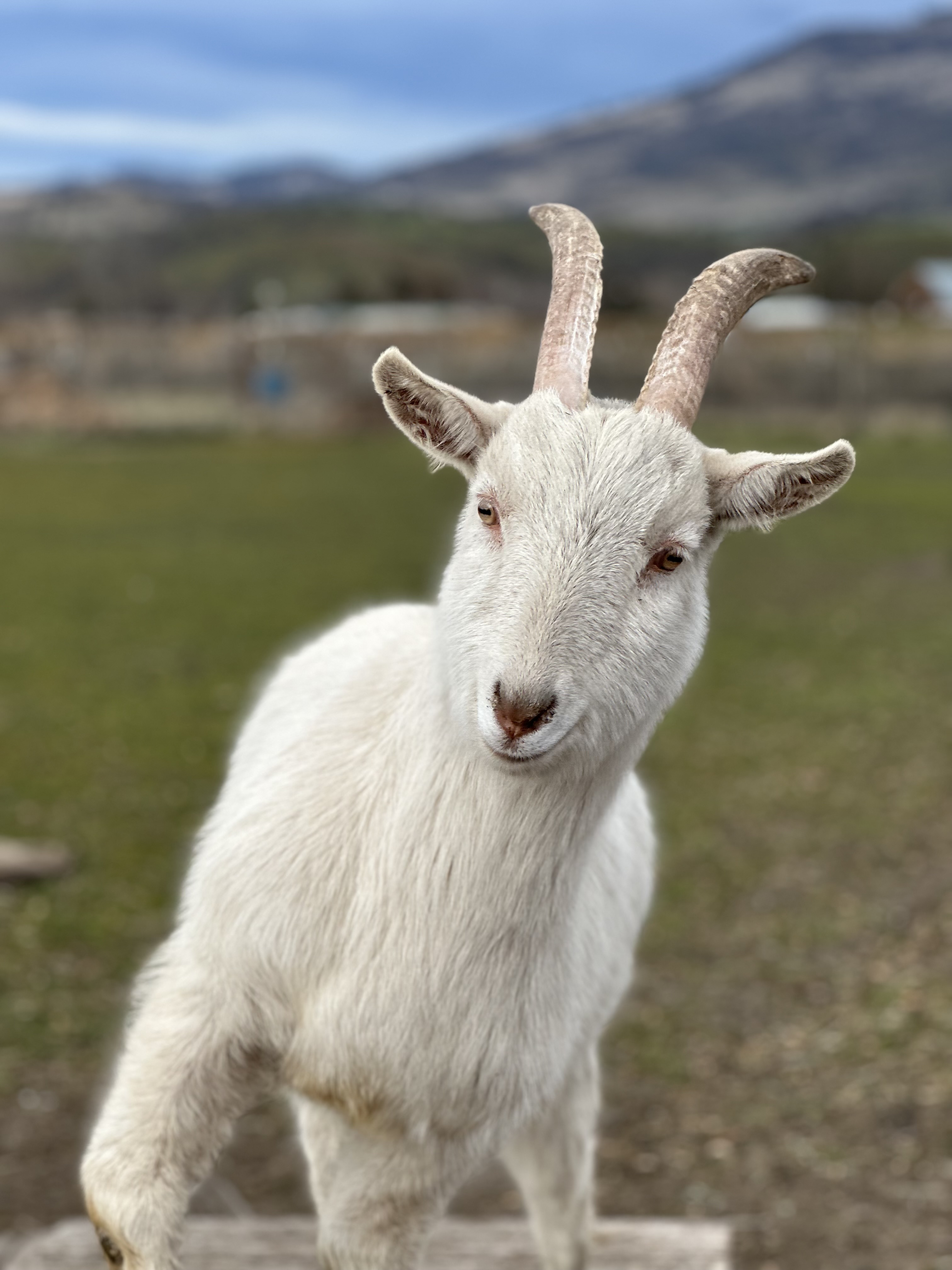 Tikkun Olam Farm Sanctuary