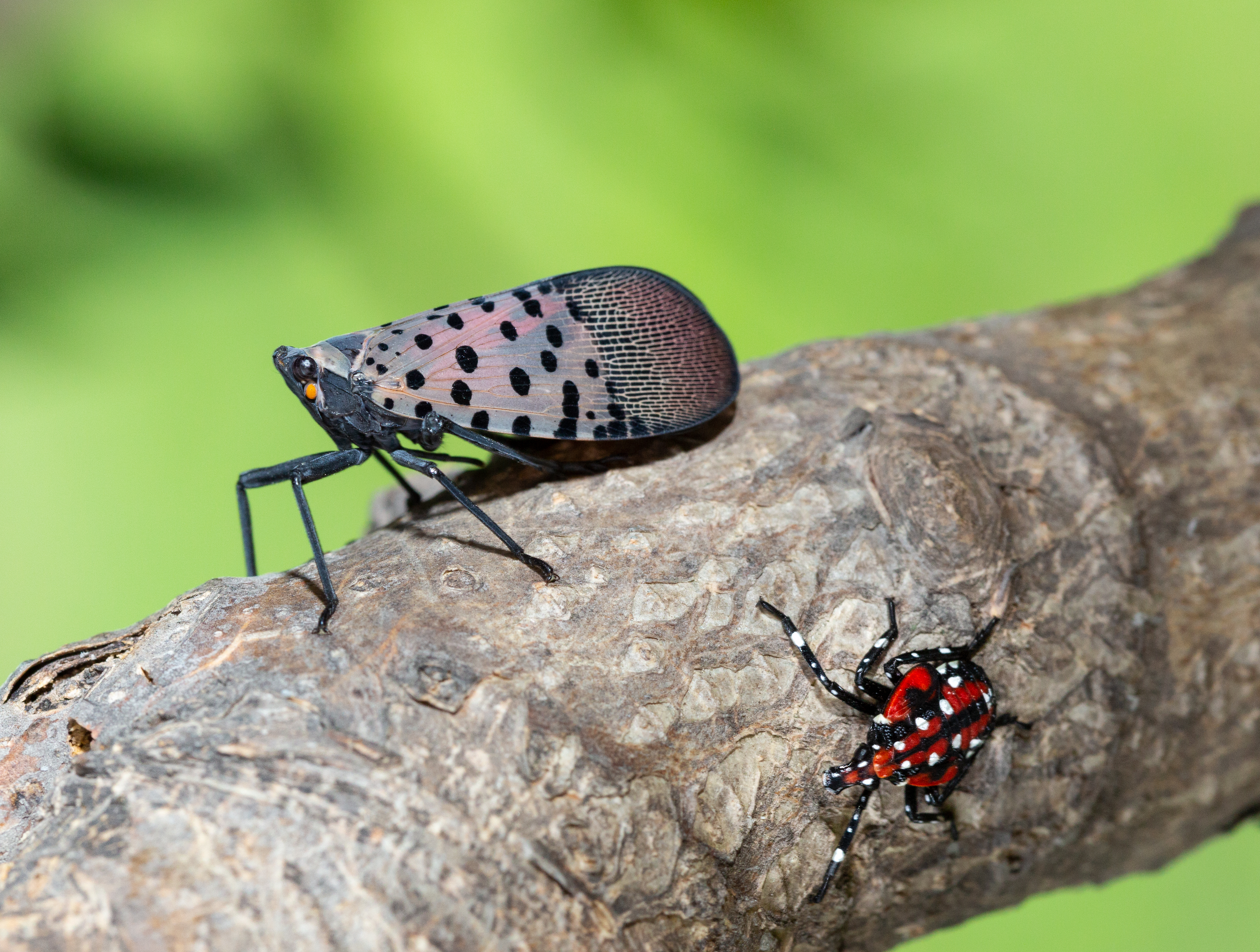 Invasive fly species continues to move northward