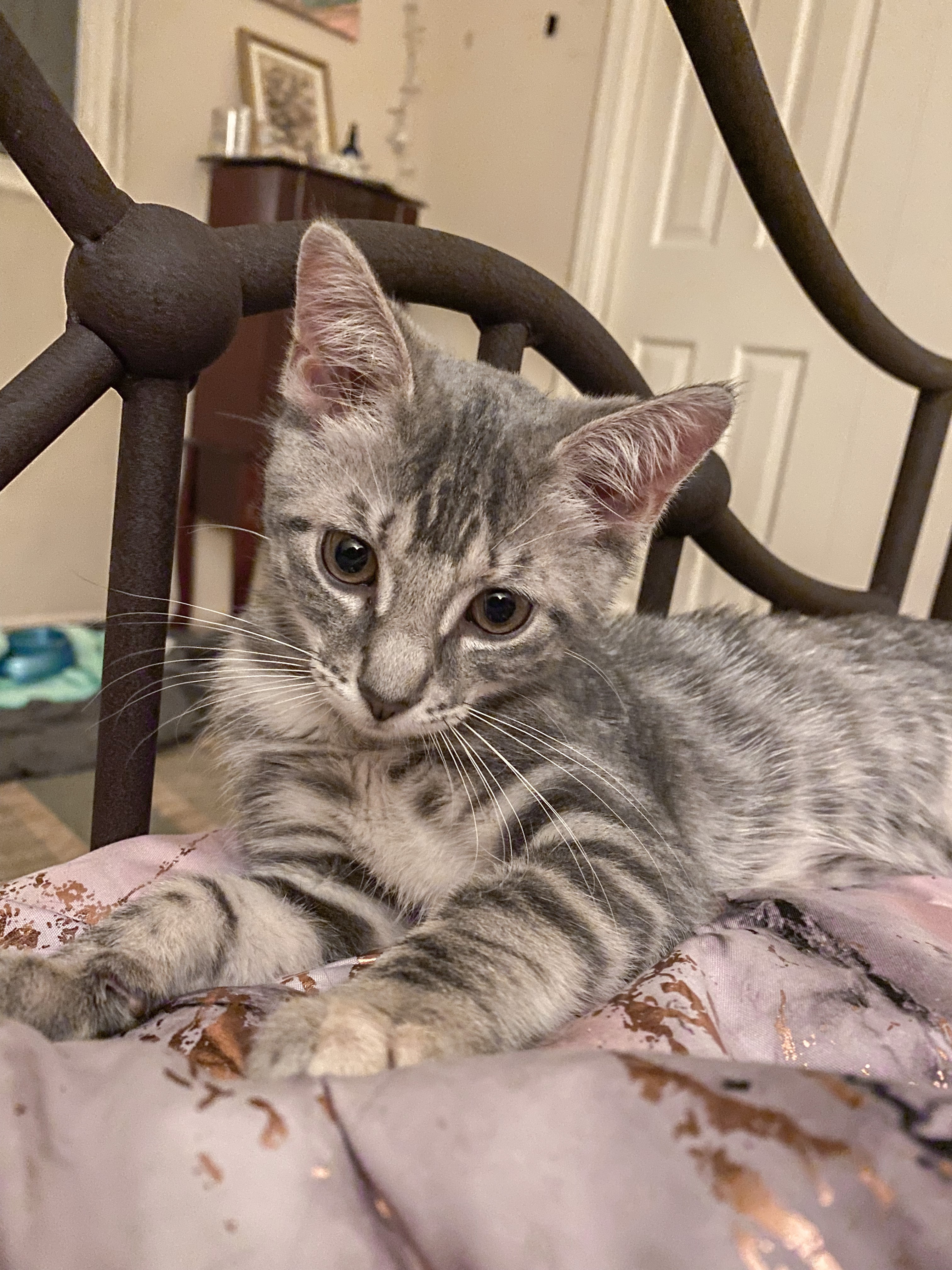 Whou0027s the Cutest Cat in all The Land? Meet our Top 20 finalists