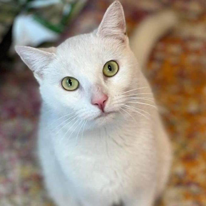 N.J. pets in need April 4, 2022