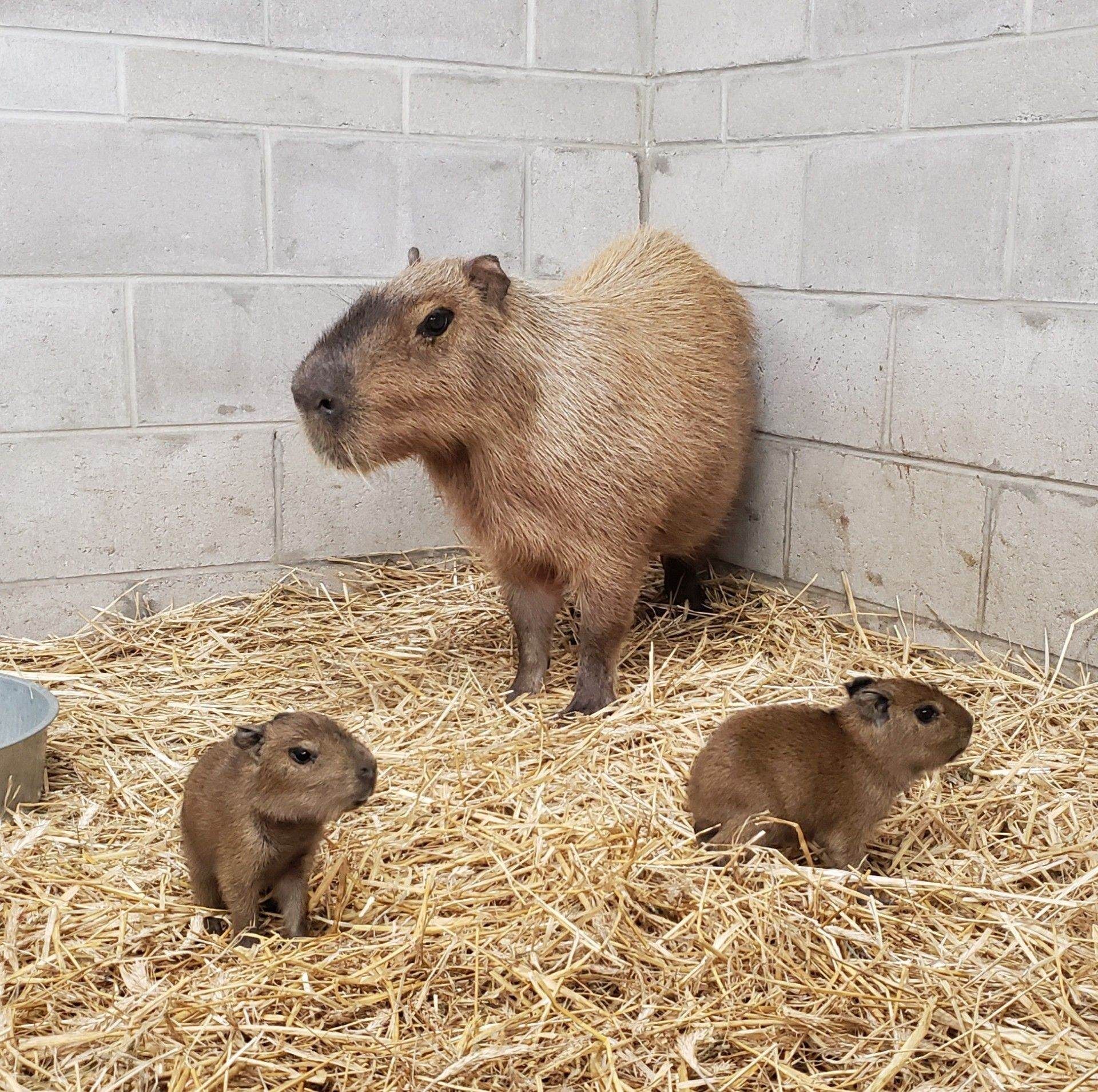 N.J. zoo welcomes 2nd set of capybara babies this year 