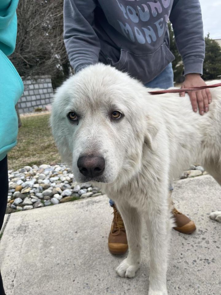 N.J. pets in need Jan. 30, 2023