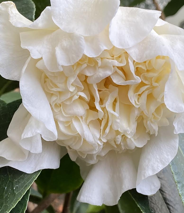 A petal-packed white camellia blooms.