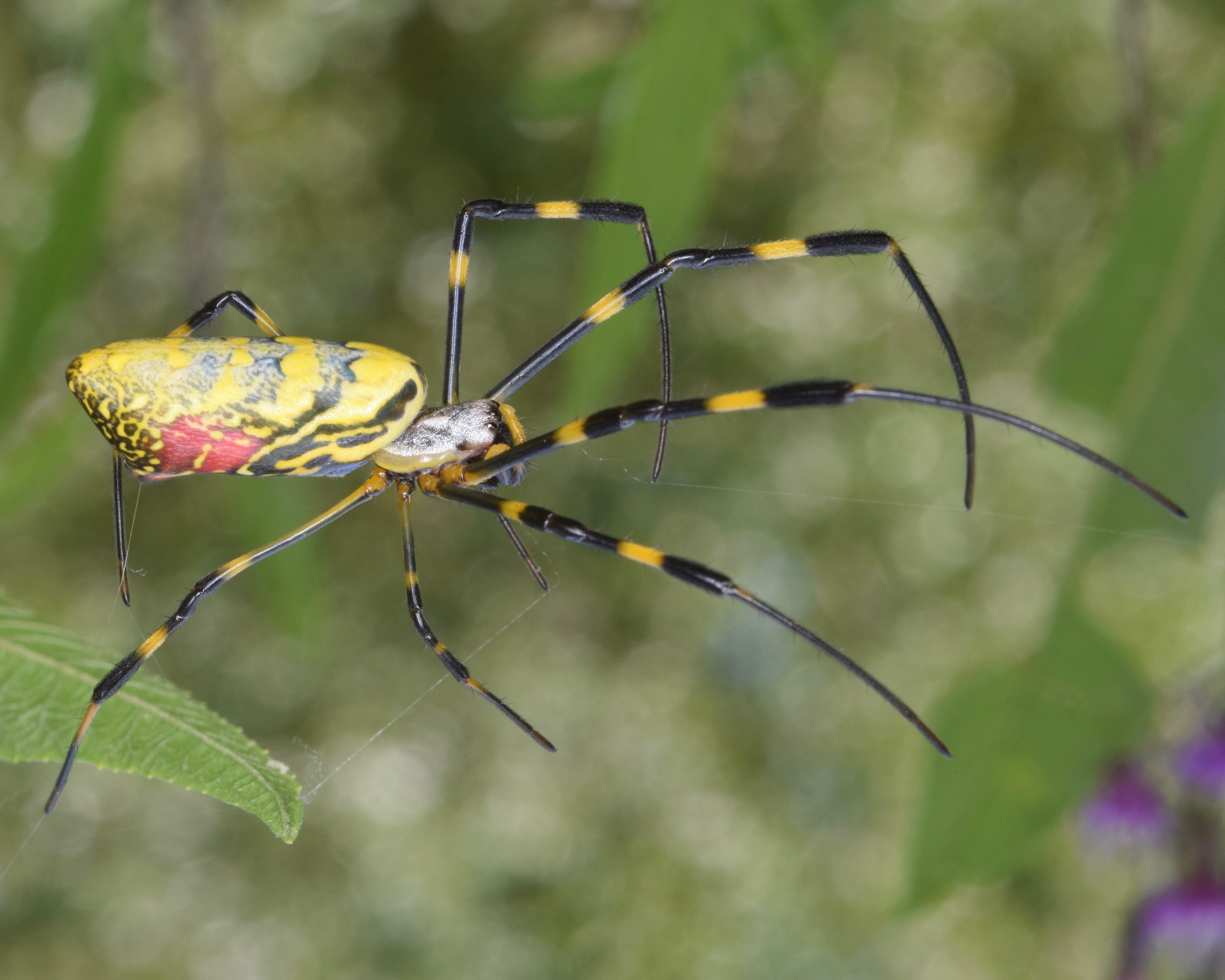 Please Stop Freaking Out About This Giant Yellow Spider