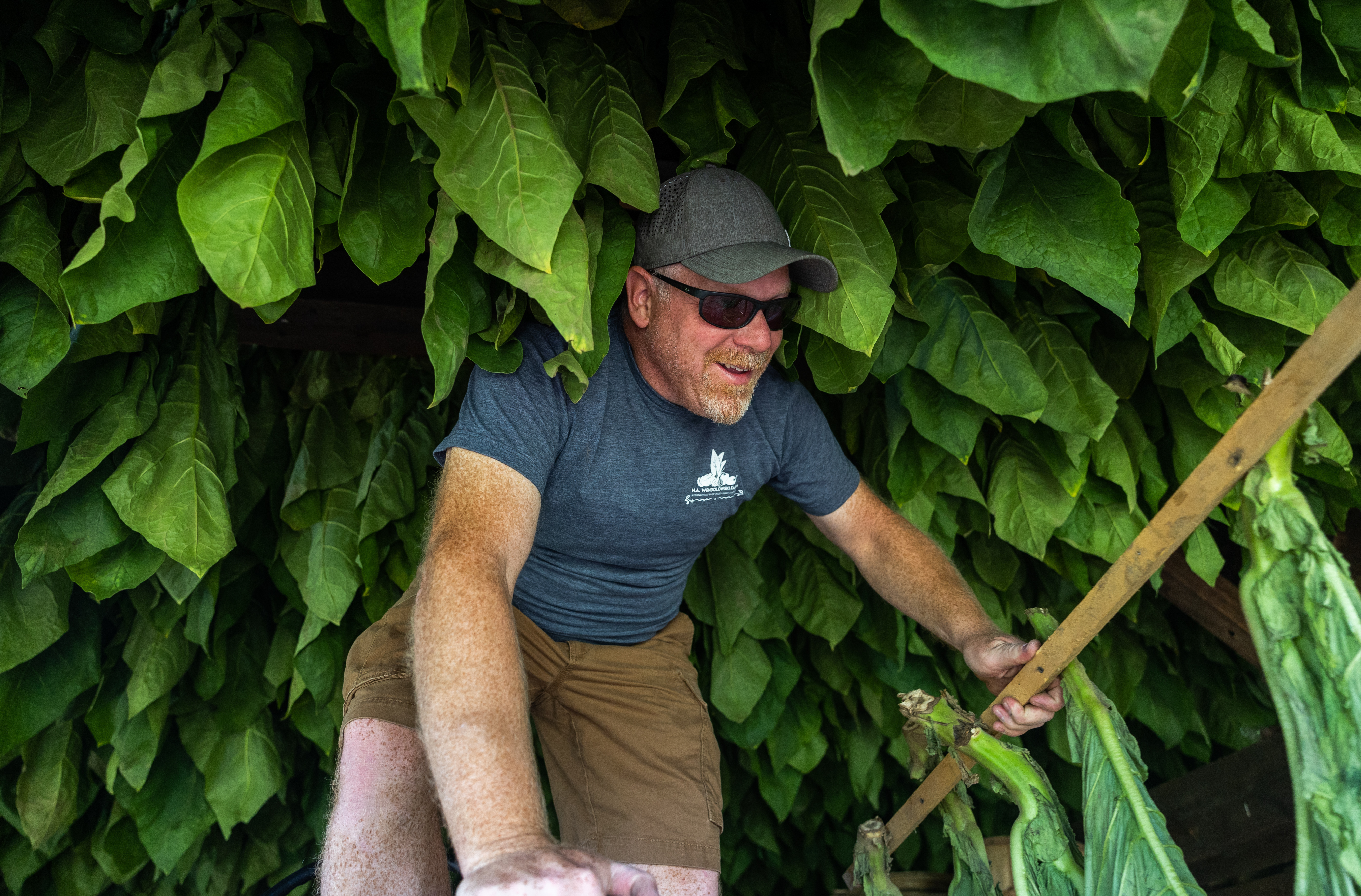 Mark Wendolowski, owner of Wendolowski Farm in Hatfield, takes out a rack of tobacco leaves stored at the farm. (Hoang 'Leon' Nguyen / The Republican)