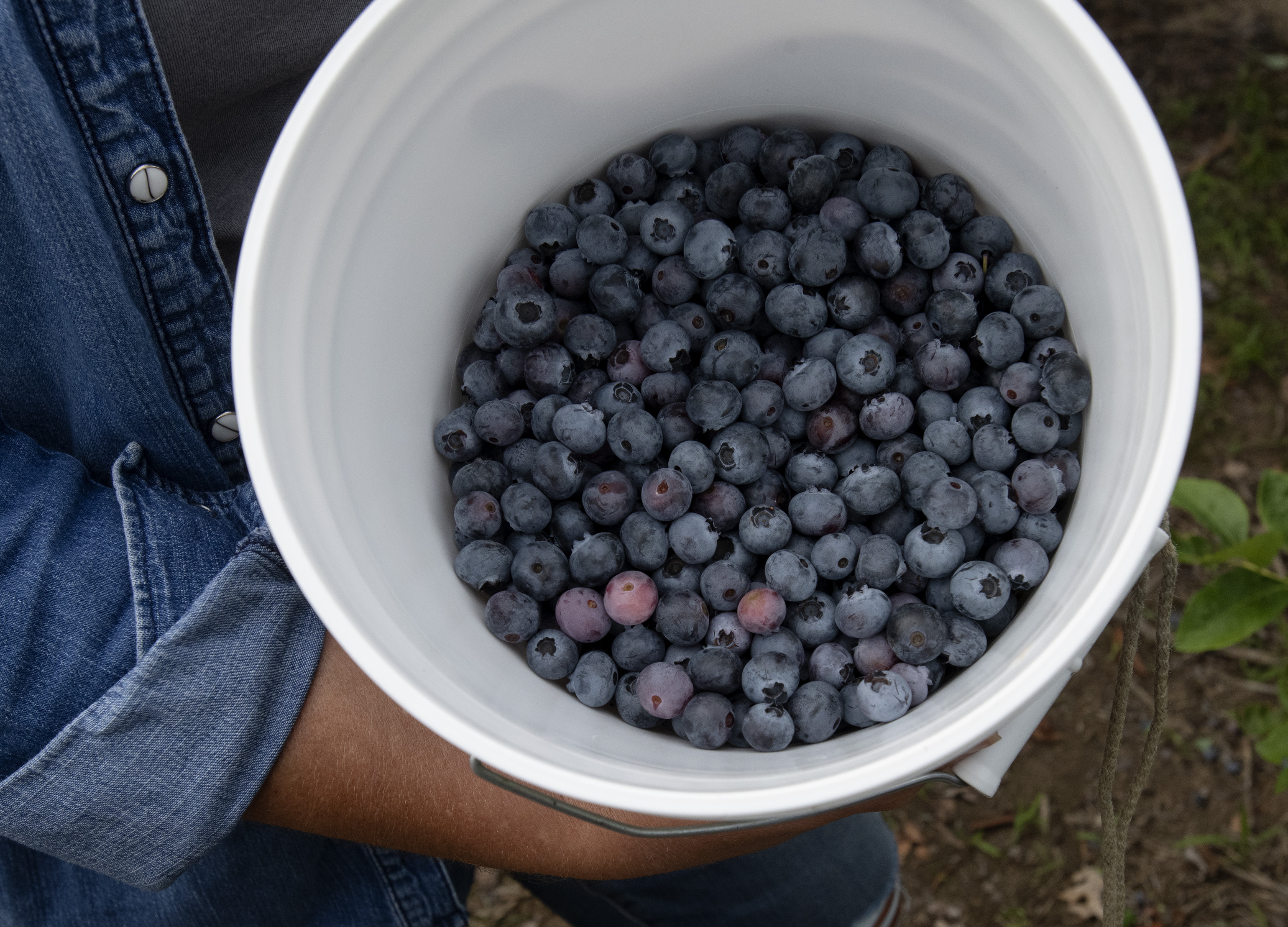 Blueberry picking at Sodt's Berry Farm near Jackson - mlive.com