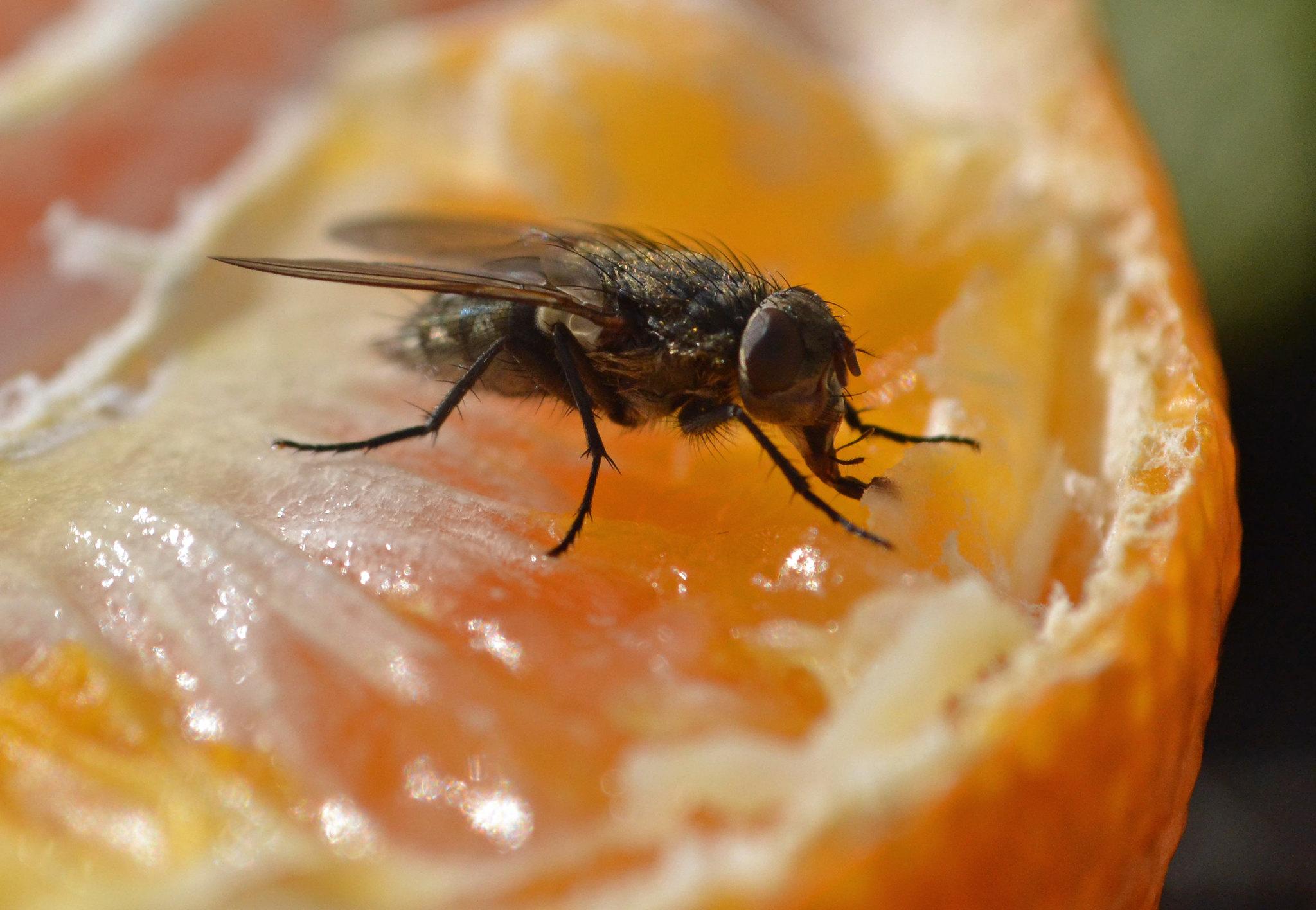 Flies On Food
