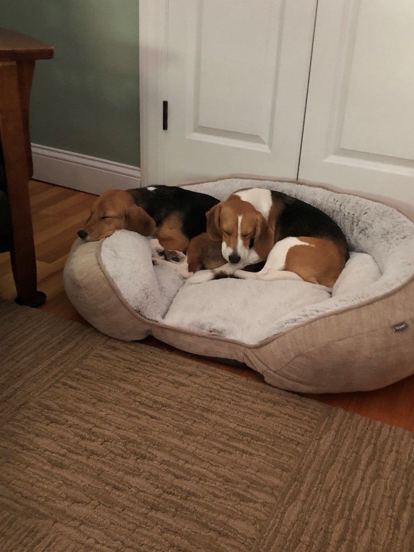 Successful Envigo Beagle Adoptions through the MSPCAAngell and