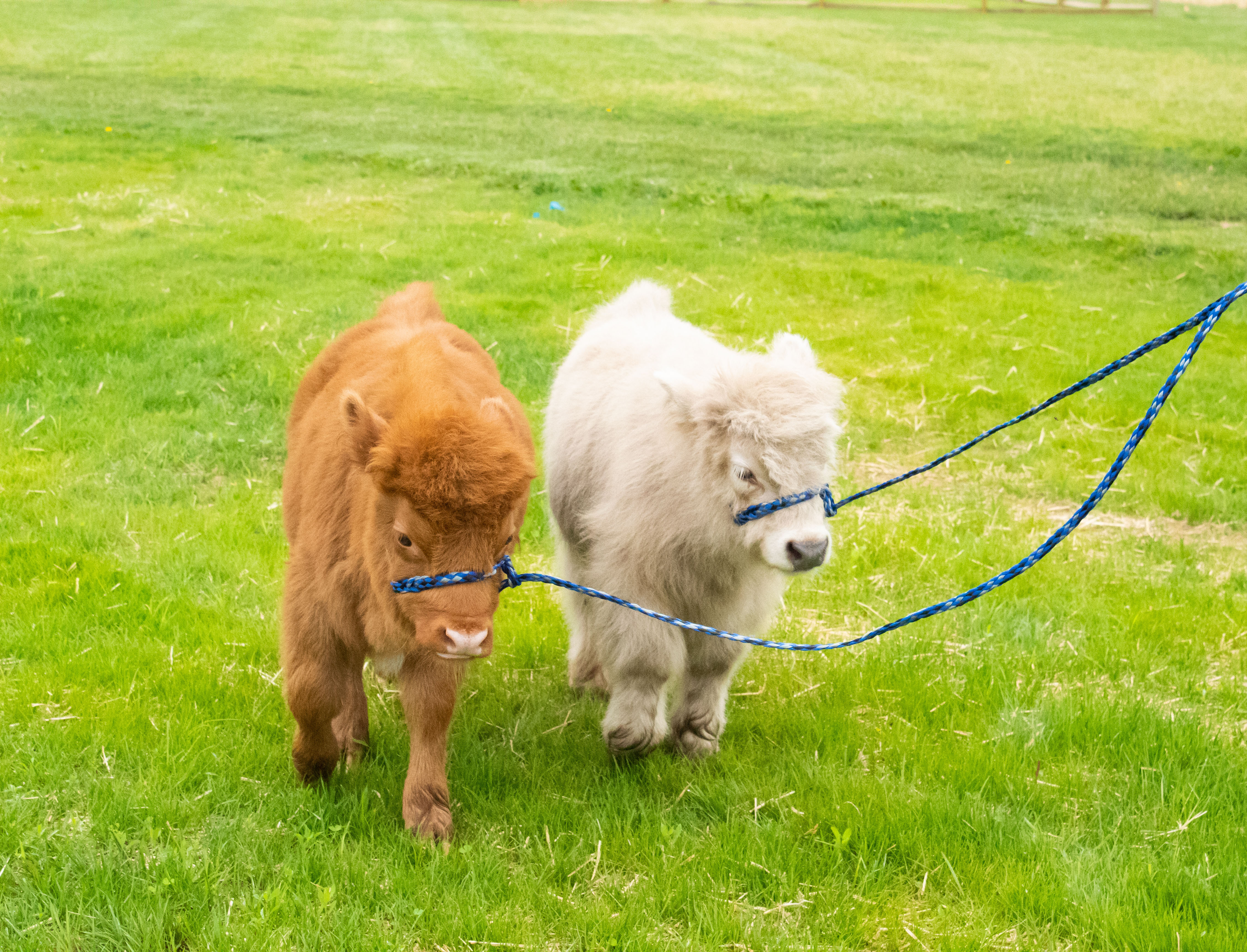 Fluffy Mini-Cows gaining popularity as charming farm pets