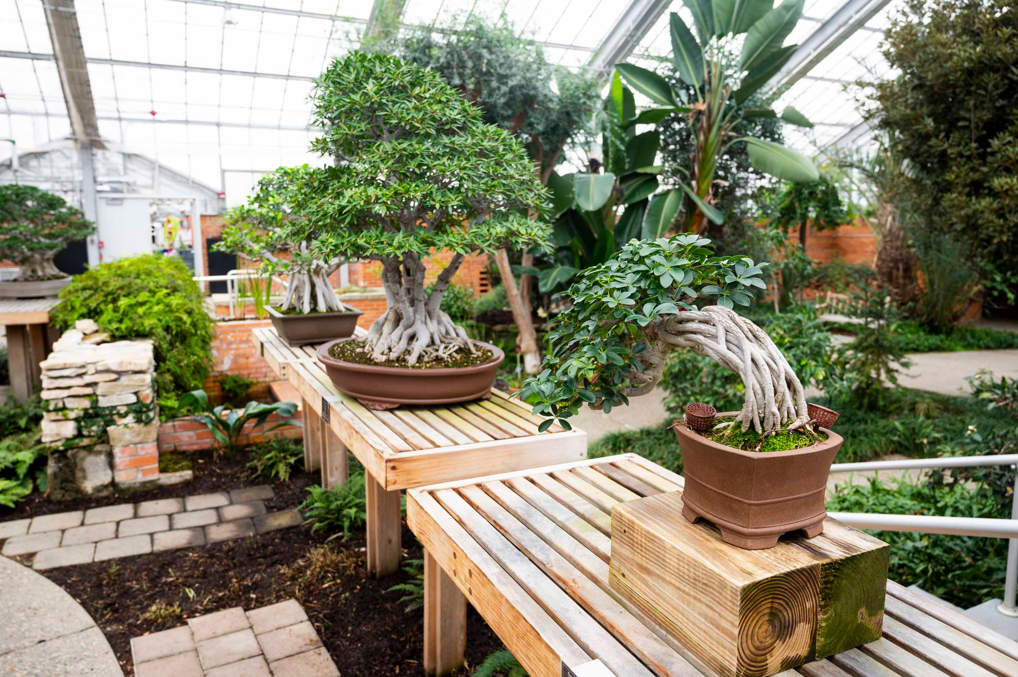 Matthei Botanical Gardens hosts fast-growing collection of bonsai