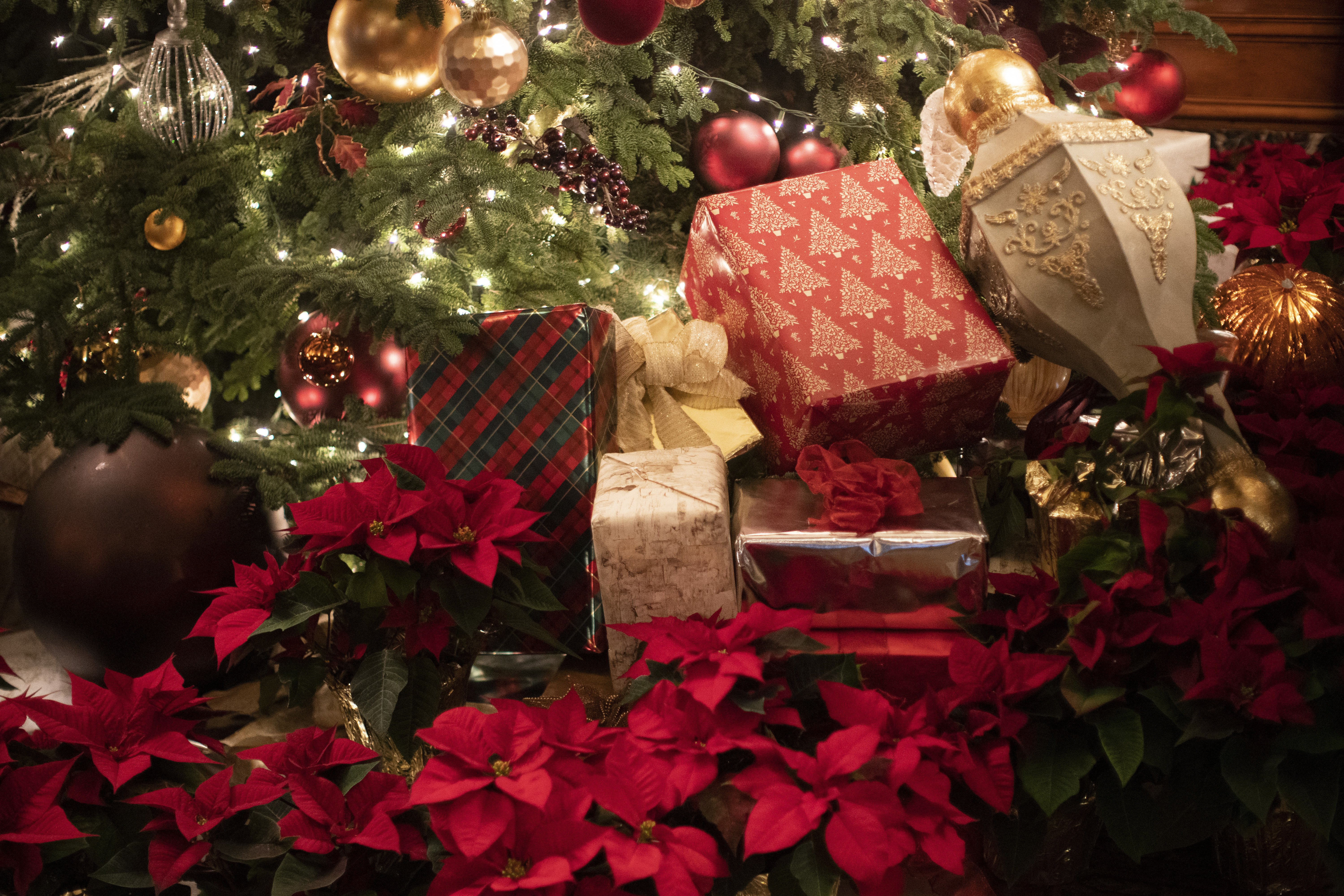 Oregonlive Christmas Trees Holiday 2022 For 50Th Year Of Benson Hotel's Gingerbread Display, The Apprentice Becomes  The Master – Here Is Oregon