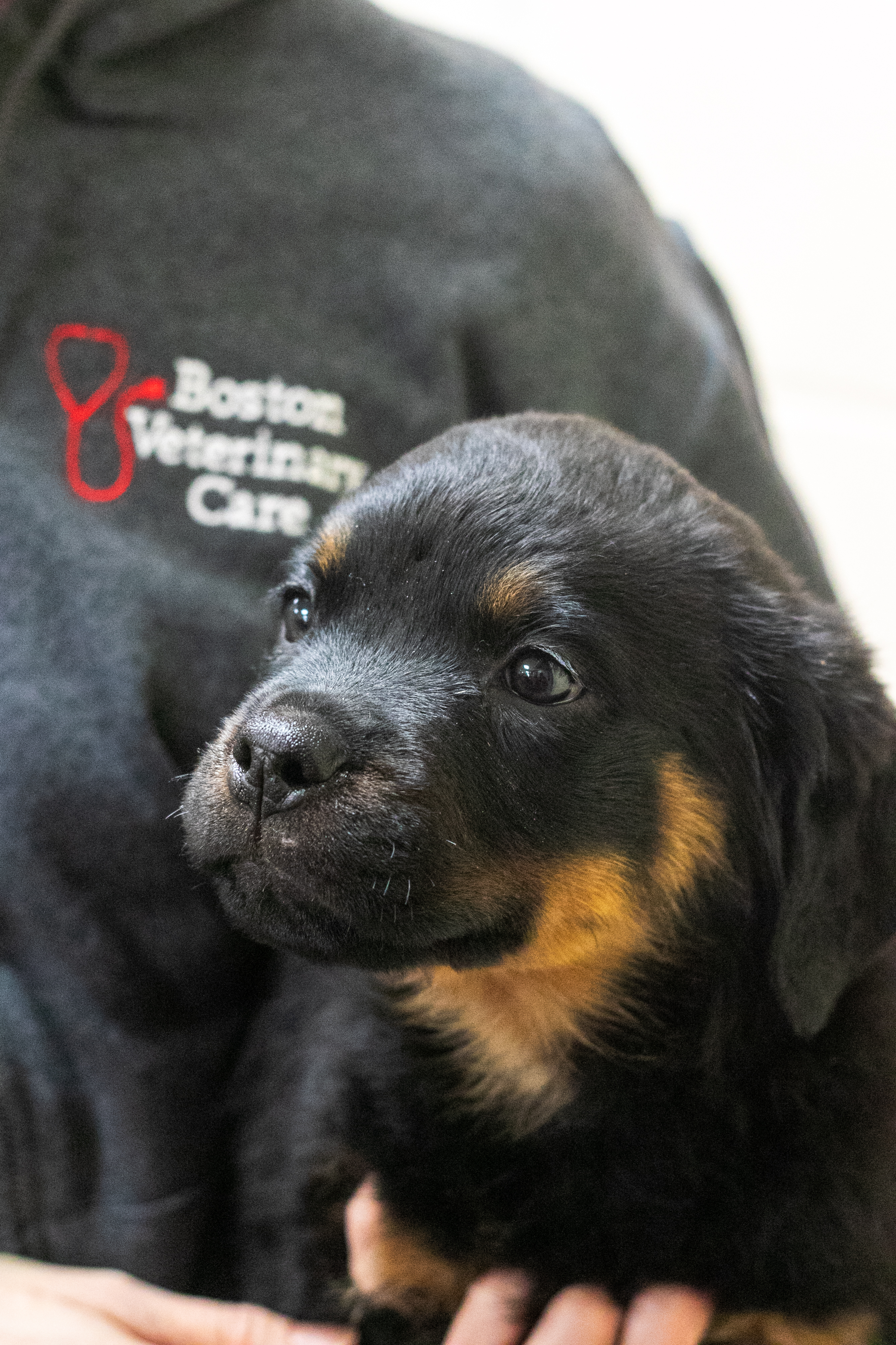 Animal Shelter Rescue Rottweiler Puppies Near Me Puppies For Sale