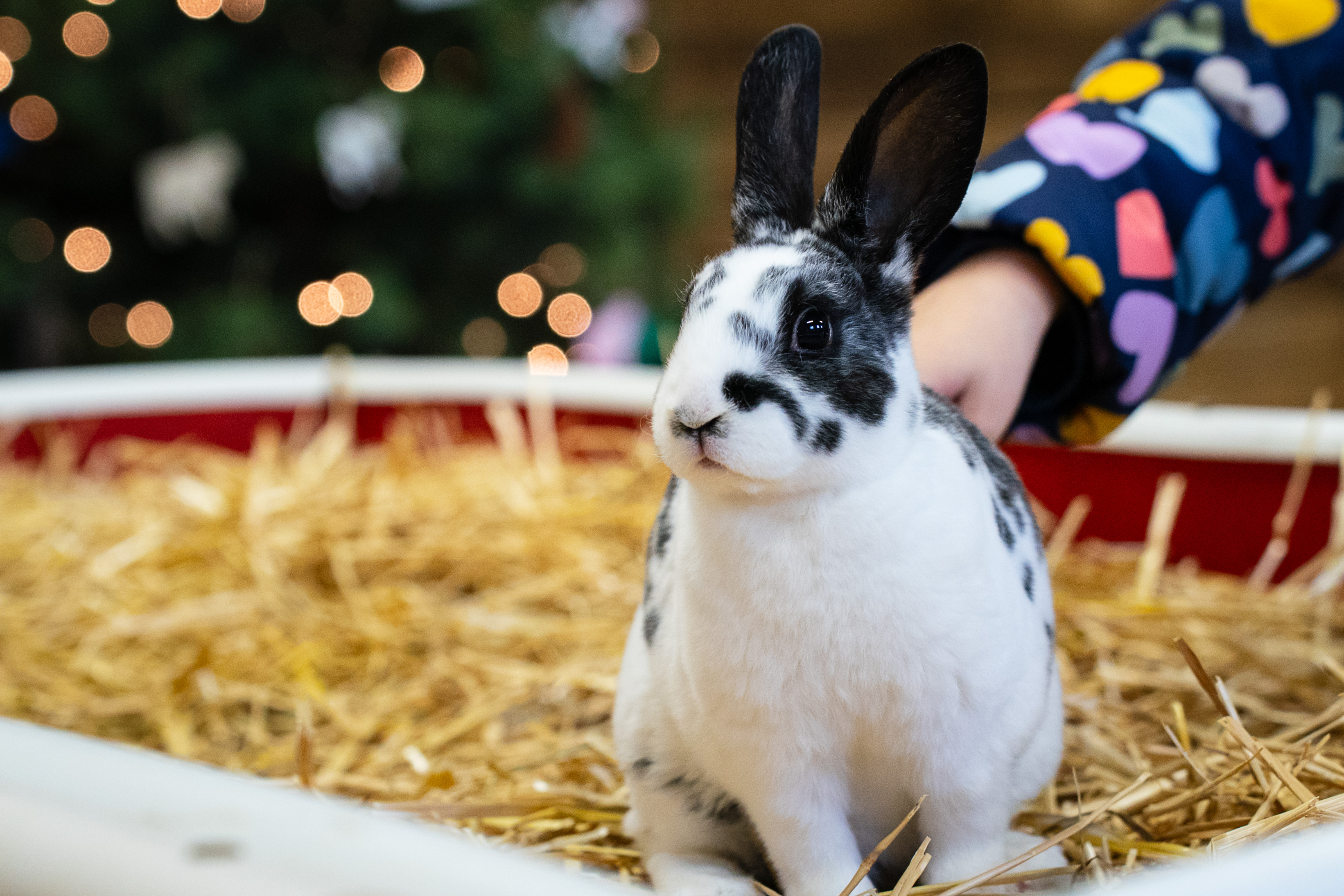 West Michigan’s Critter Barn combines ag education and the Bible for an ...
