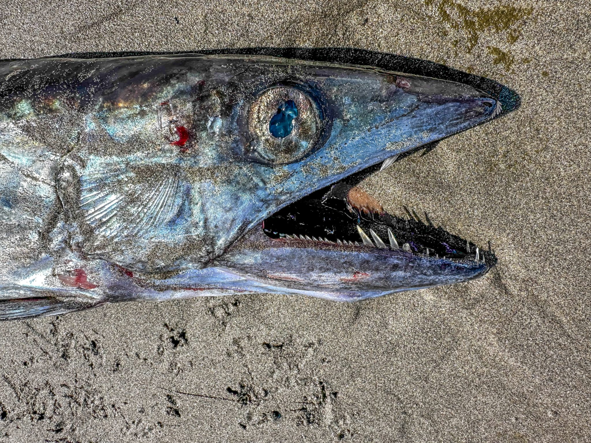 コンピュータ・IT Deep Sea Fishes Underwater voyage finds sea creatures thriving in the