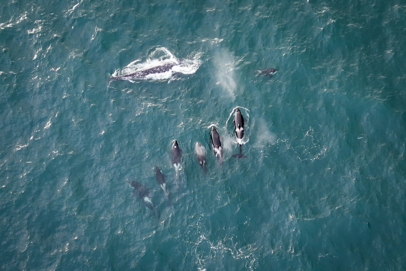 Pack Of Orcas Hunt Gray Whales Off Oregon s Central Coast Oregonlive