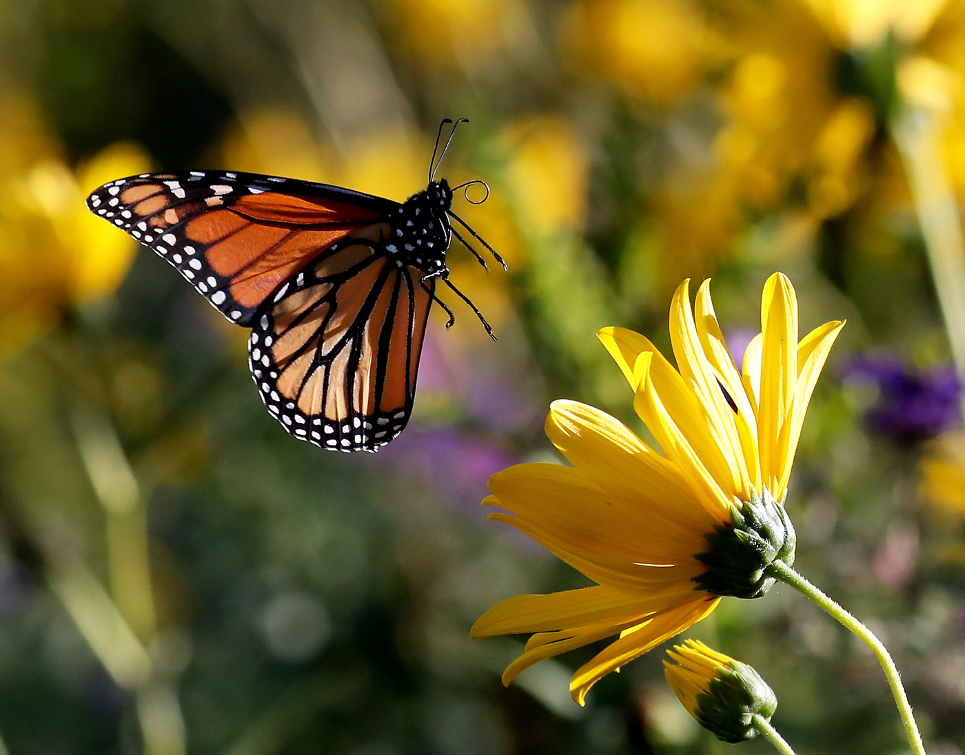 monarch-butterflies-stop-in-n-j-before-migrating-to-mexico-now-s-your