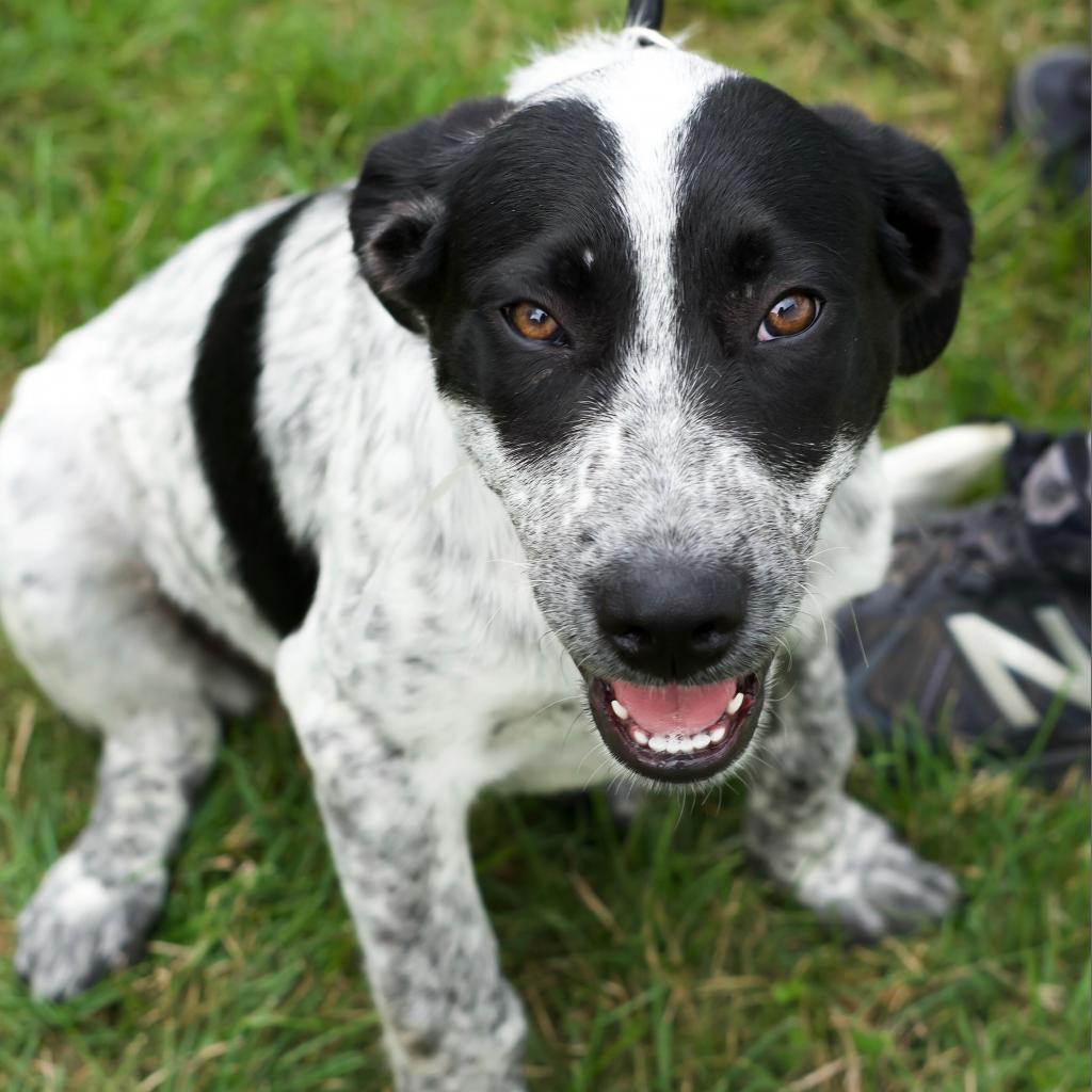 National Dog Day is here. These adoptable pets are looking for love ...